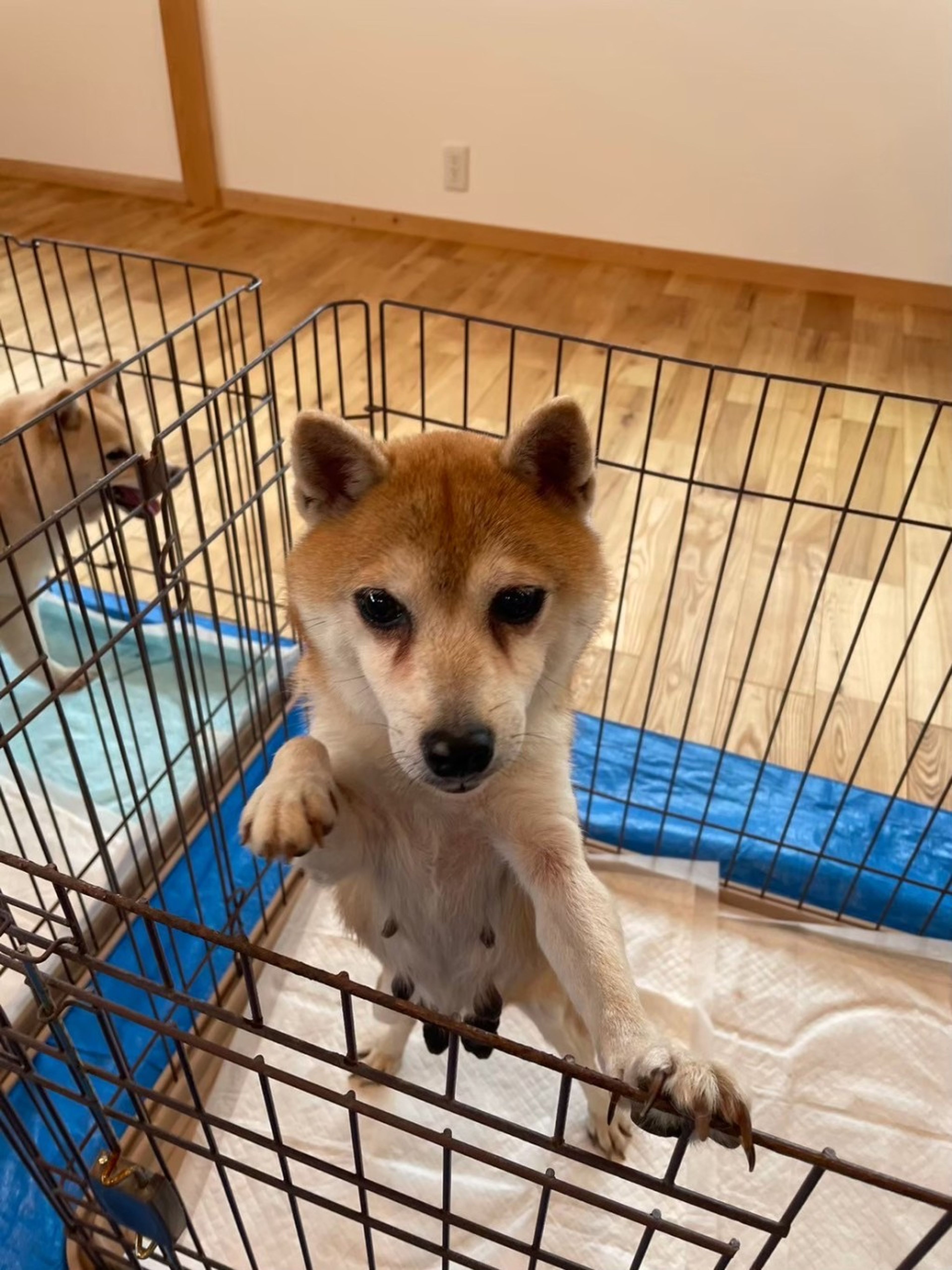 pet-image-2
