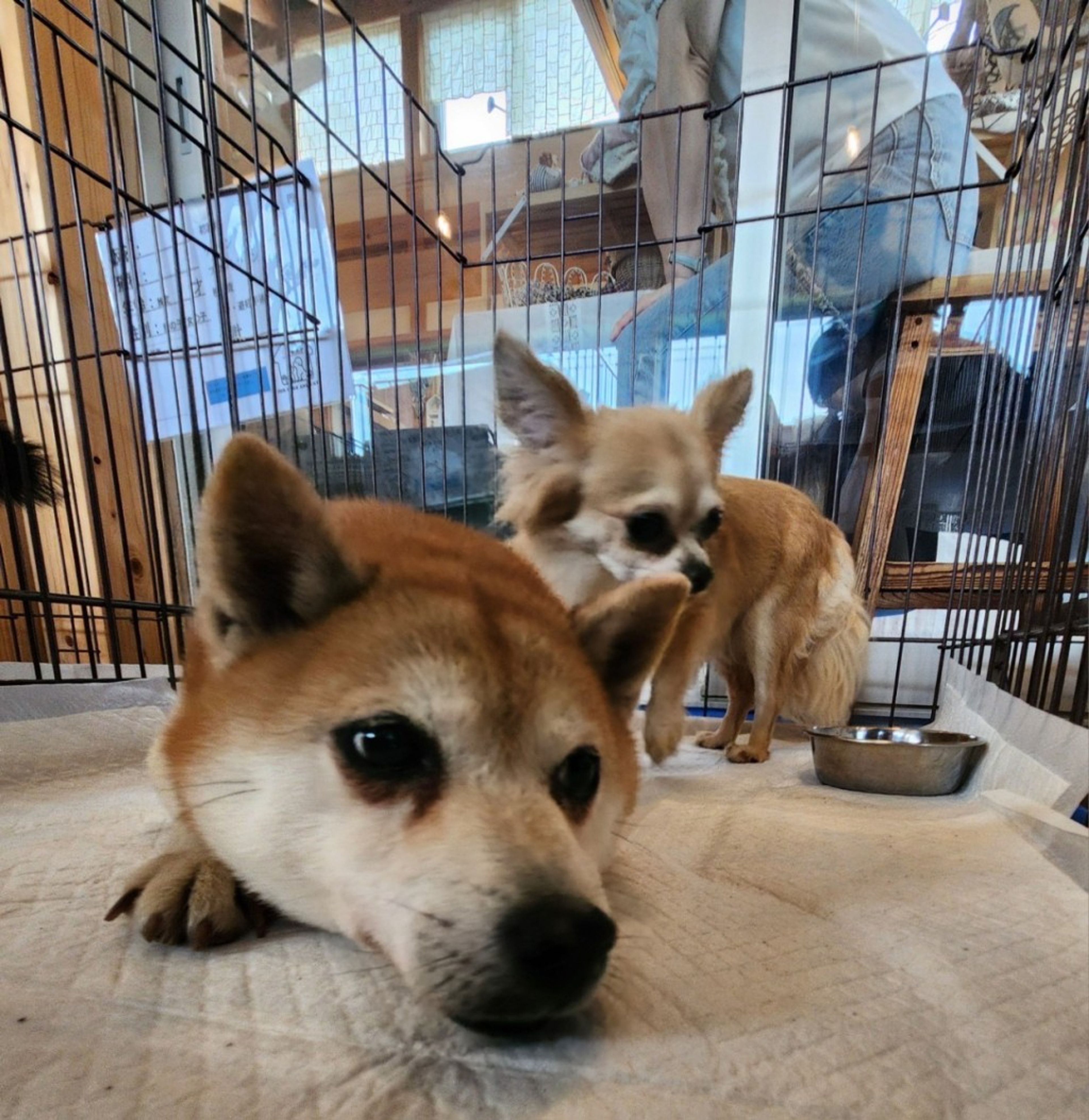 pet-image-4