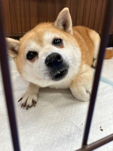 かごめの写真
