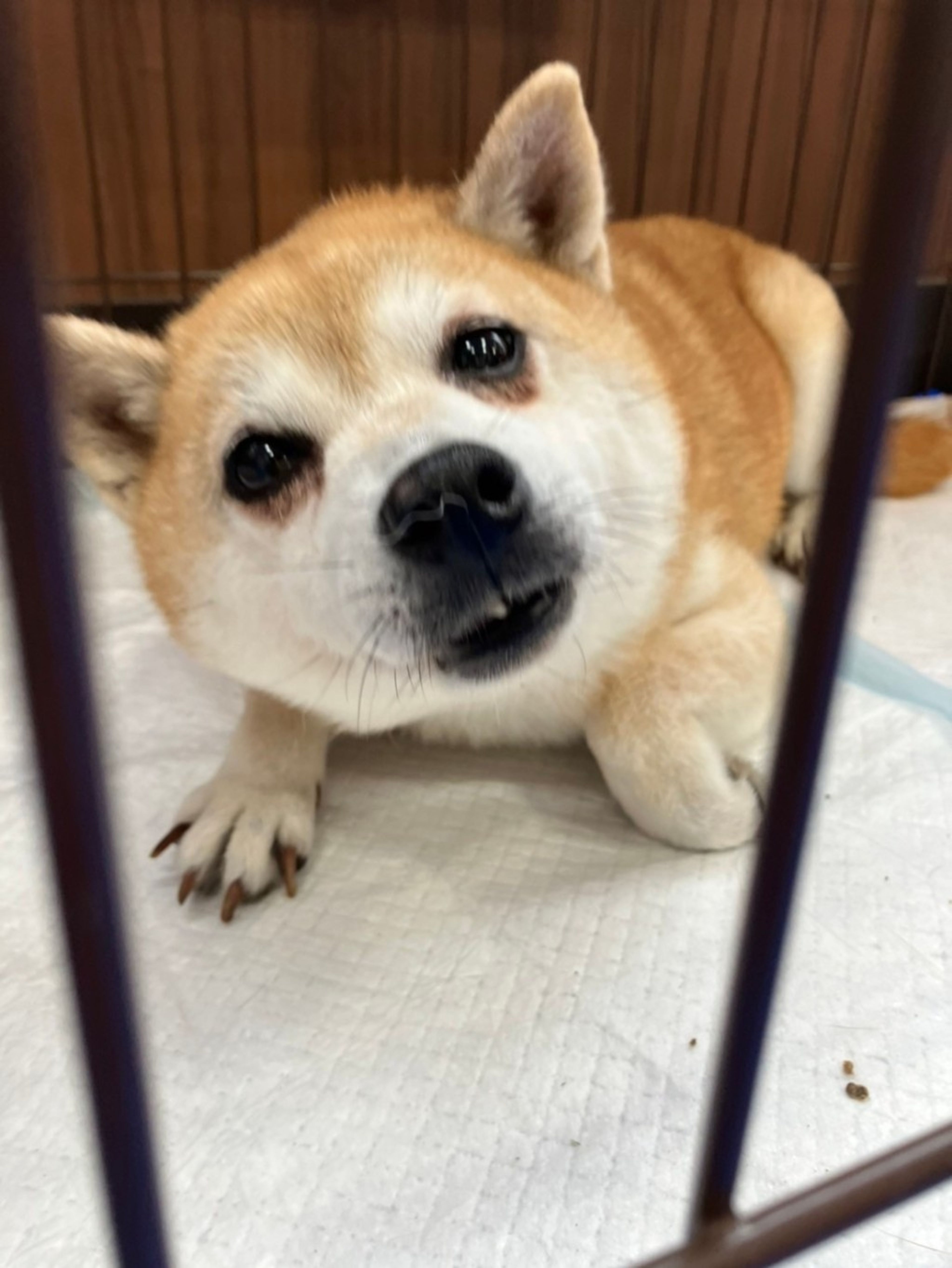 柴犬・メスの里親募集の写真