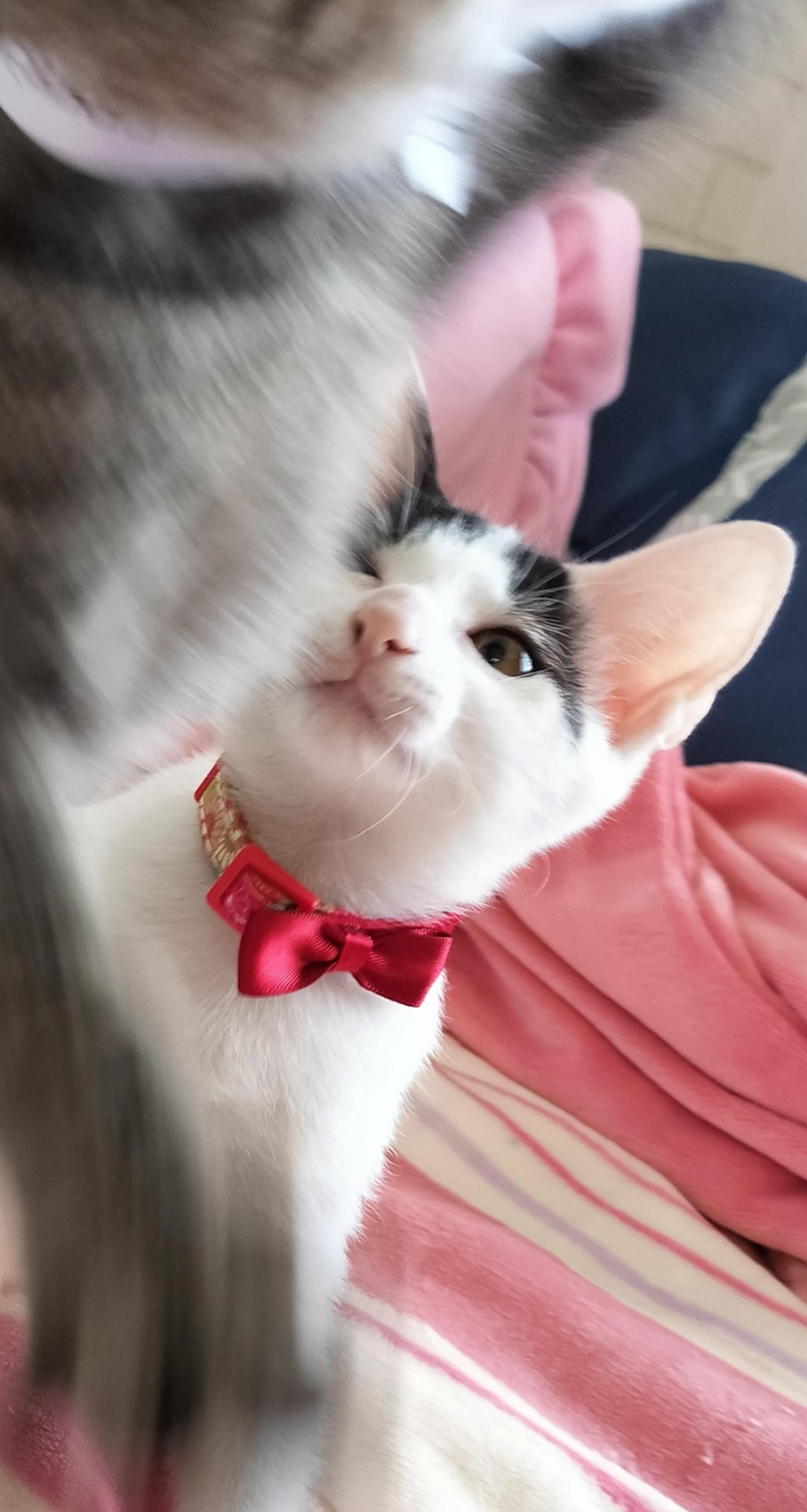 pet-image-6