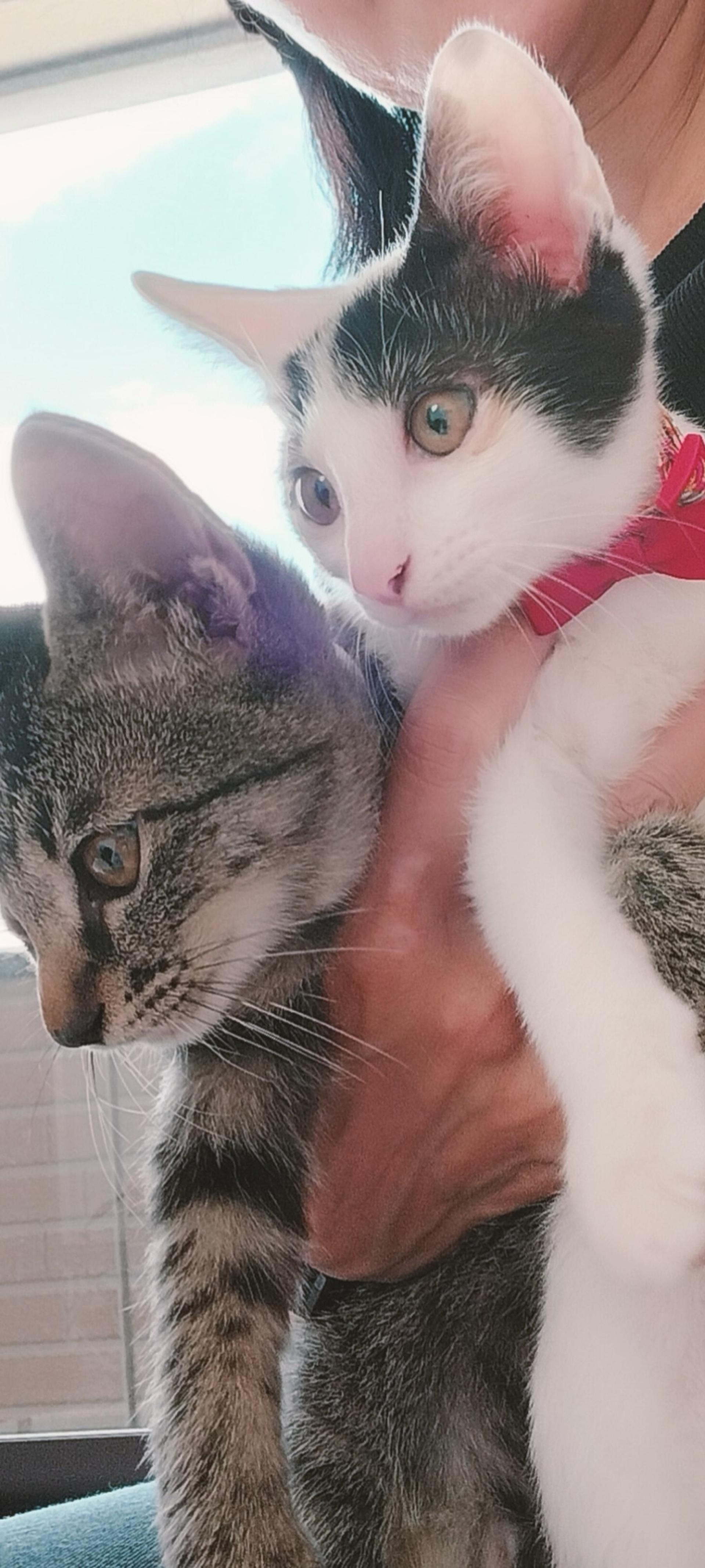 pet-image-8
