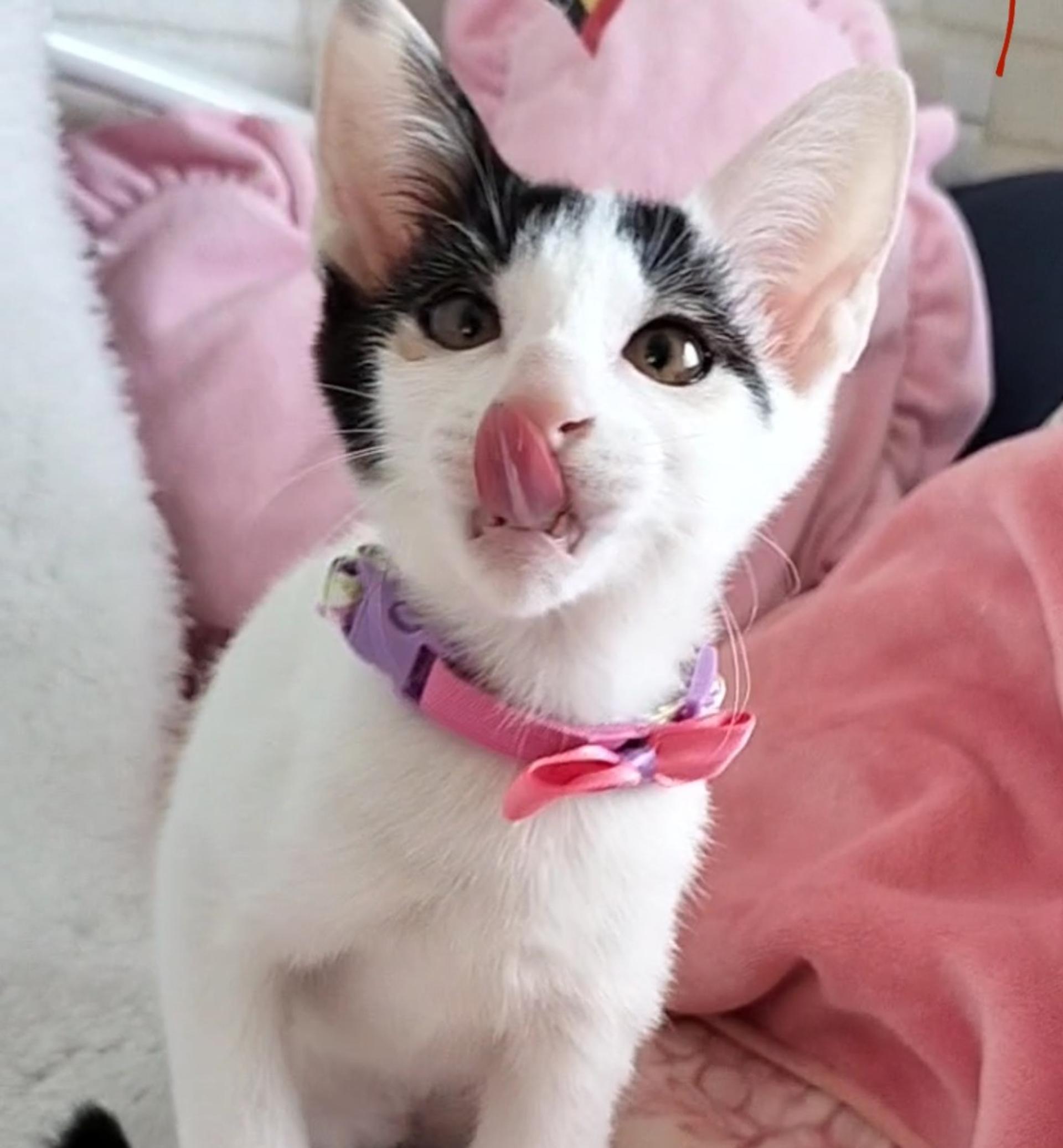 pet-image-9