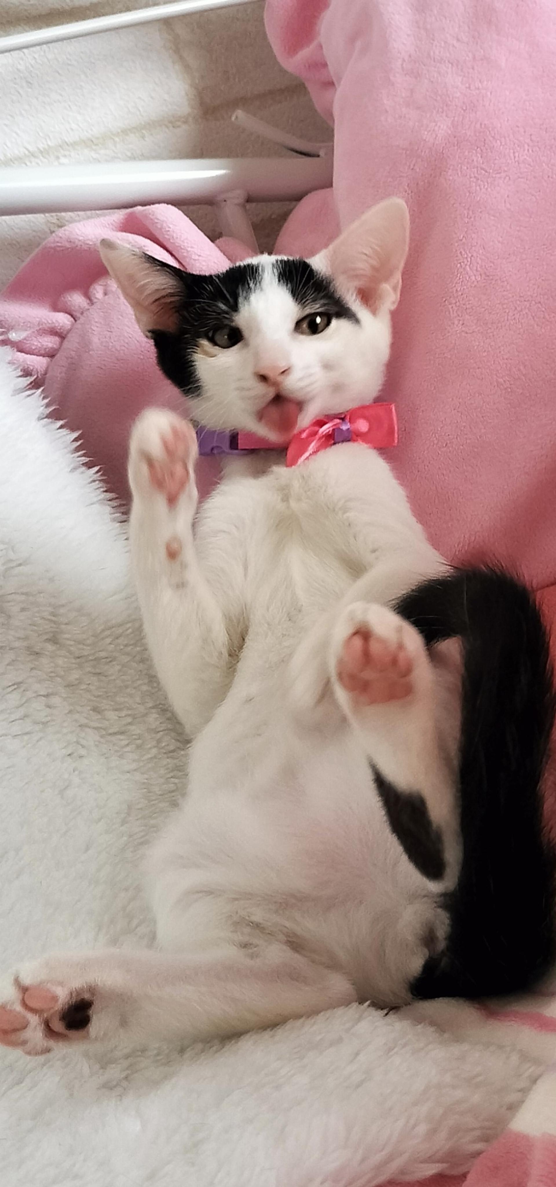 pet-image-7