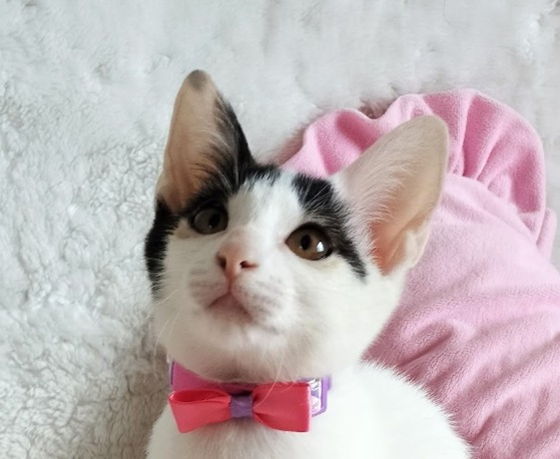 雑種（ミックス猫）・メスの里親募集の写真