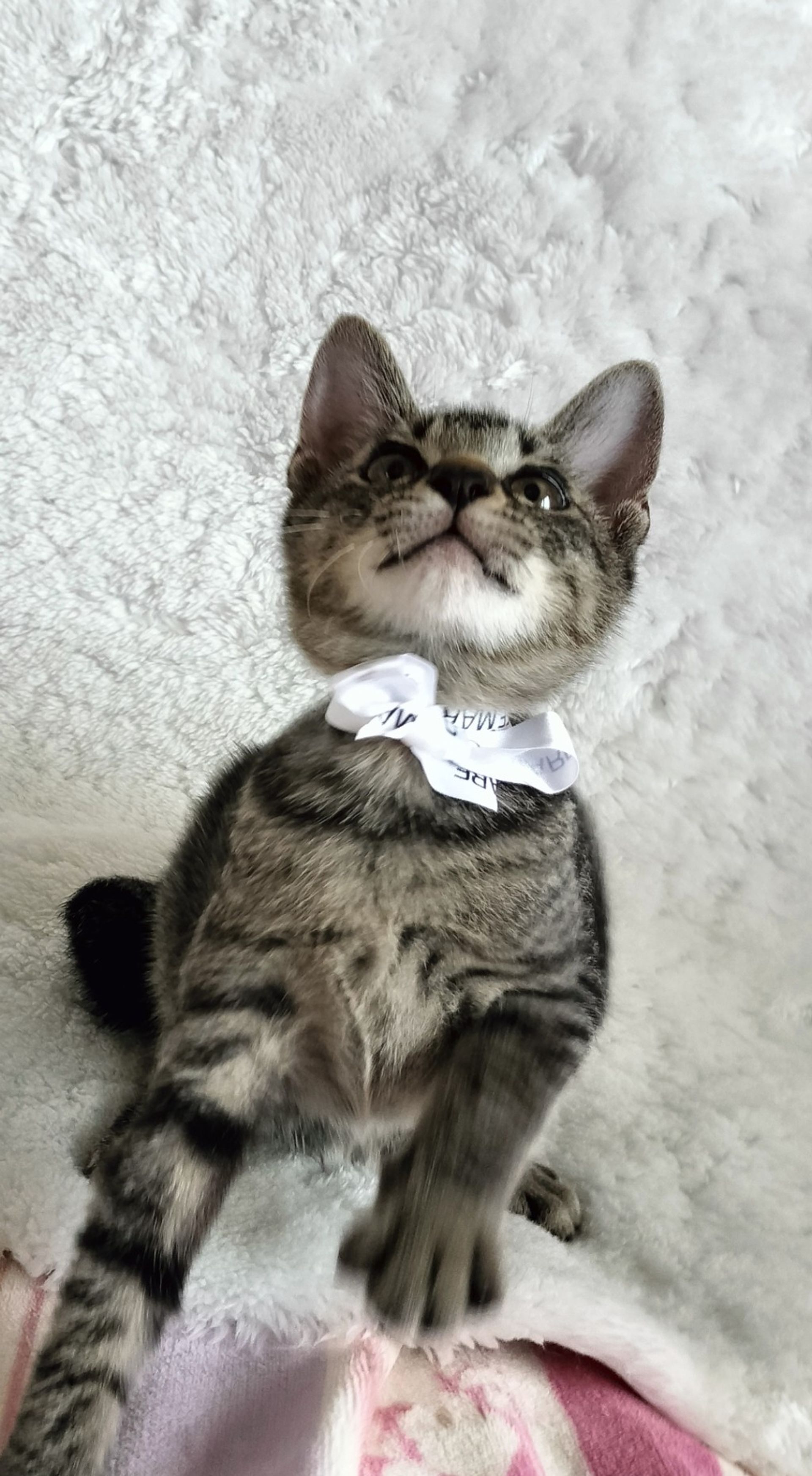 雑種（ミックス猫）・オスの里親募集の写真
