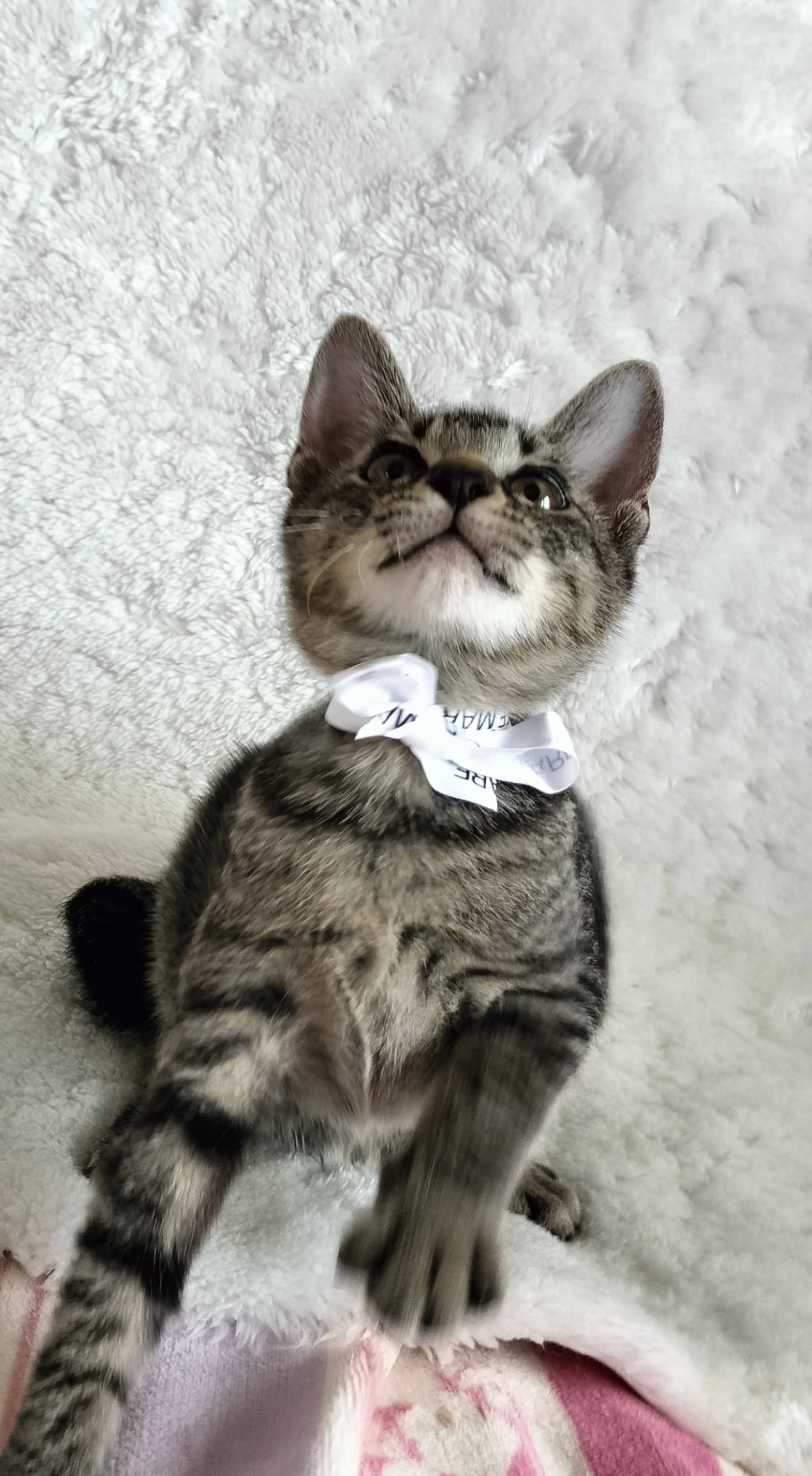 雑種（ミックス猫）・オスの里親募集の写真