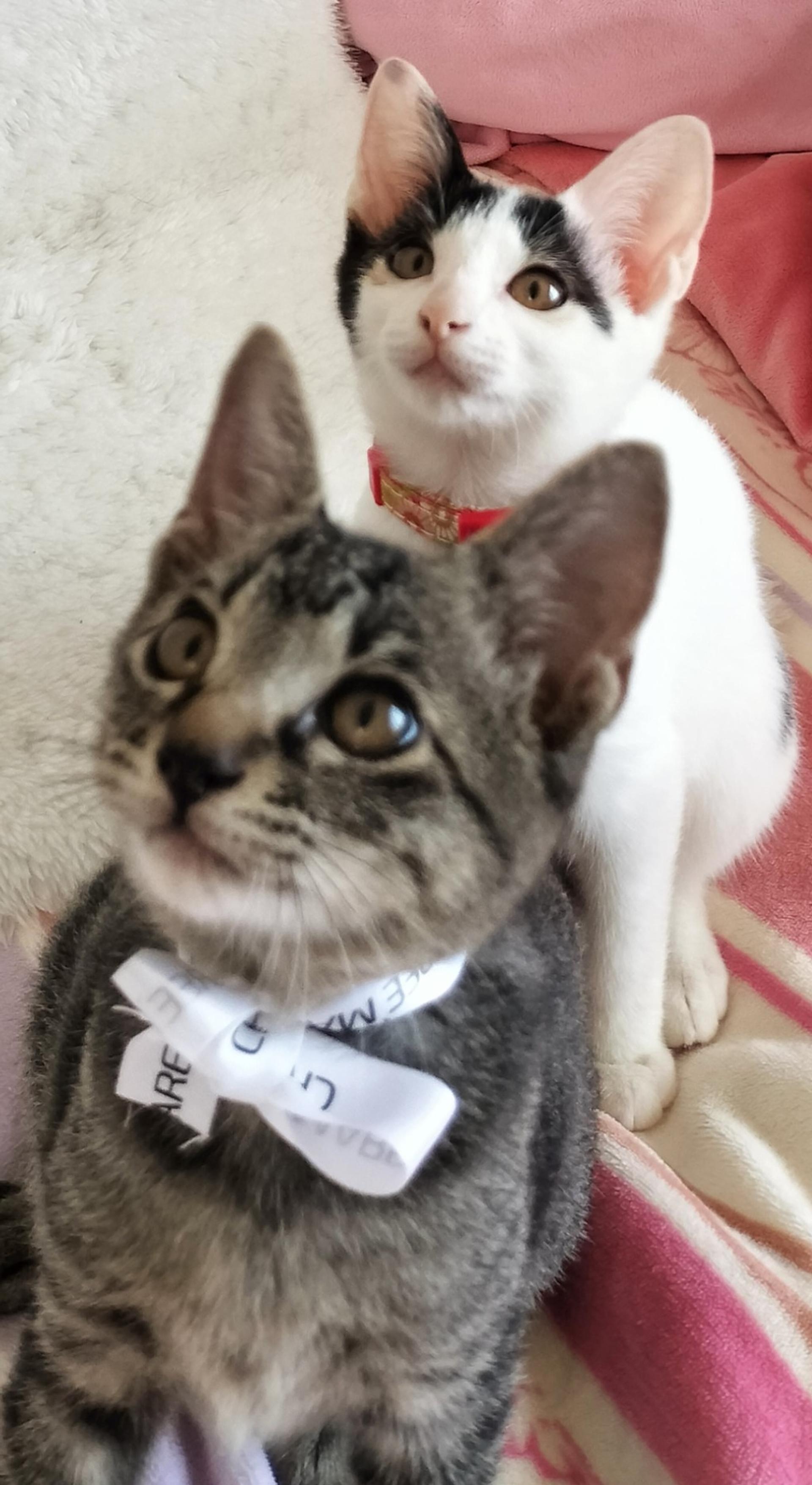 pet-image-6