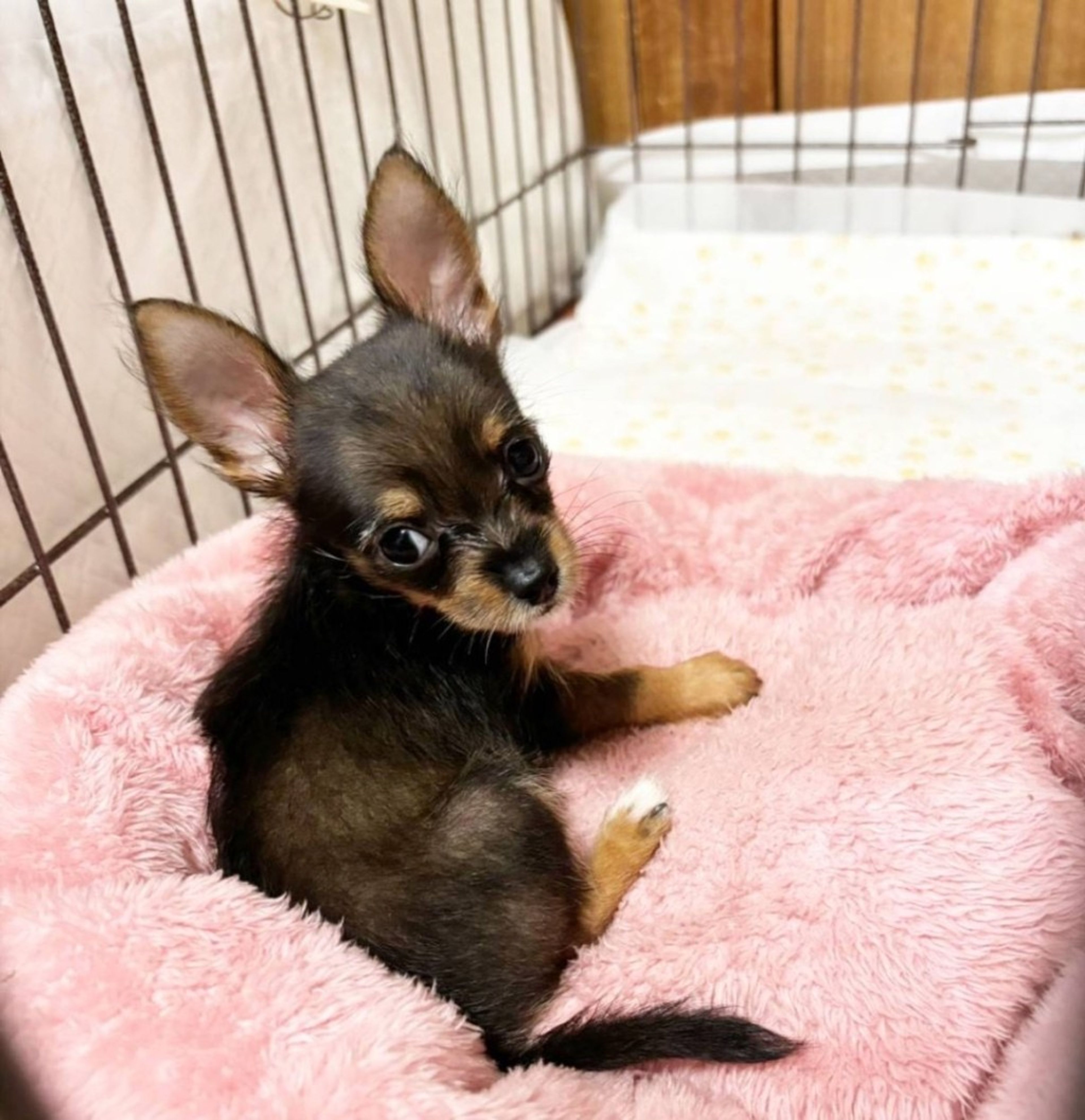 pet-image-4