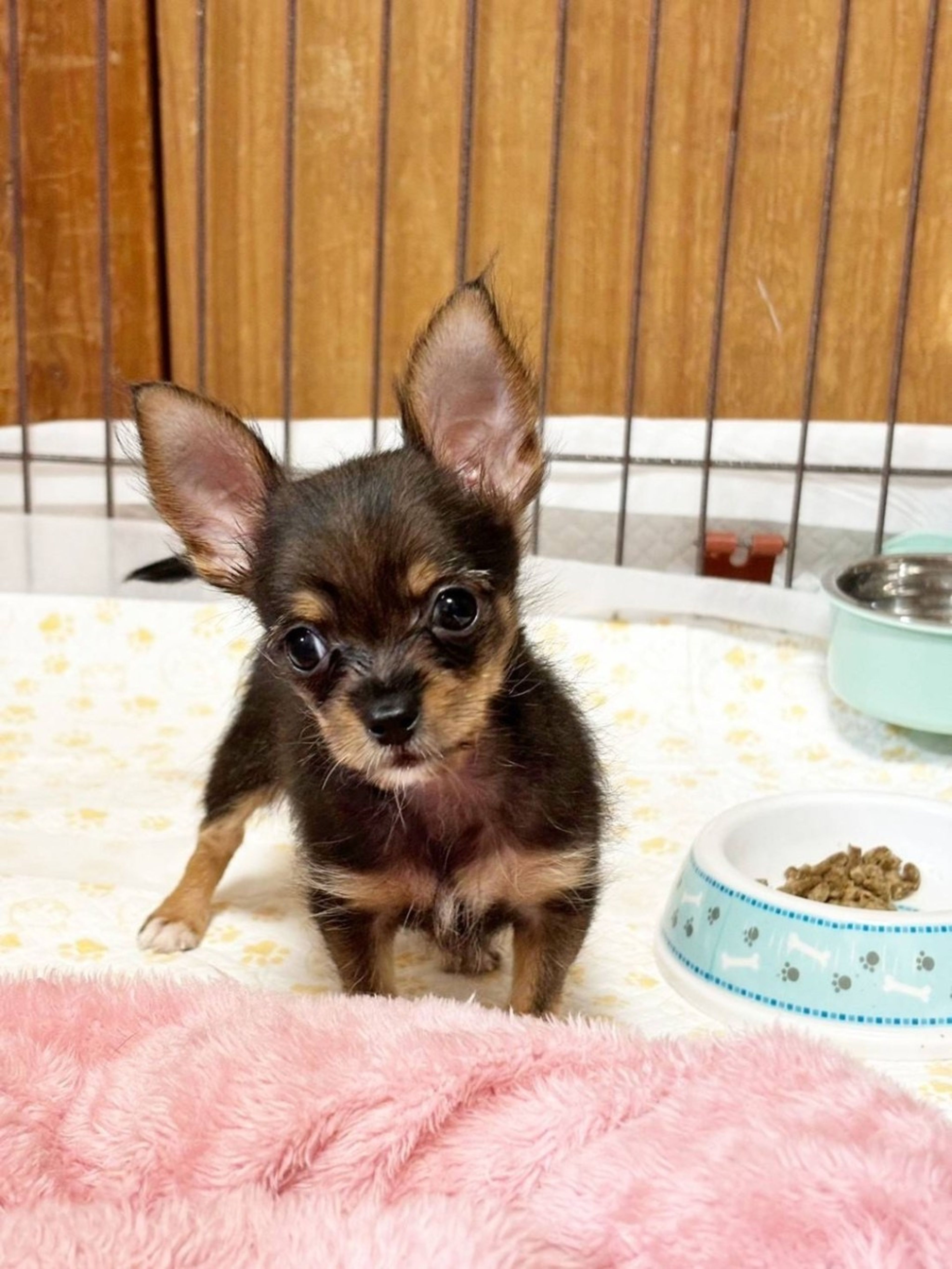 pet-image-5