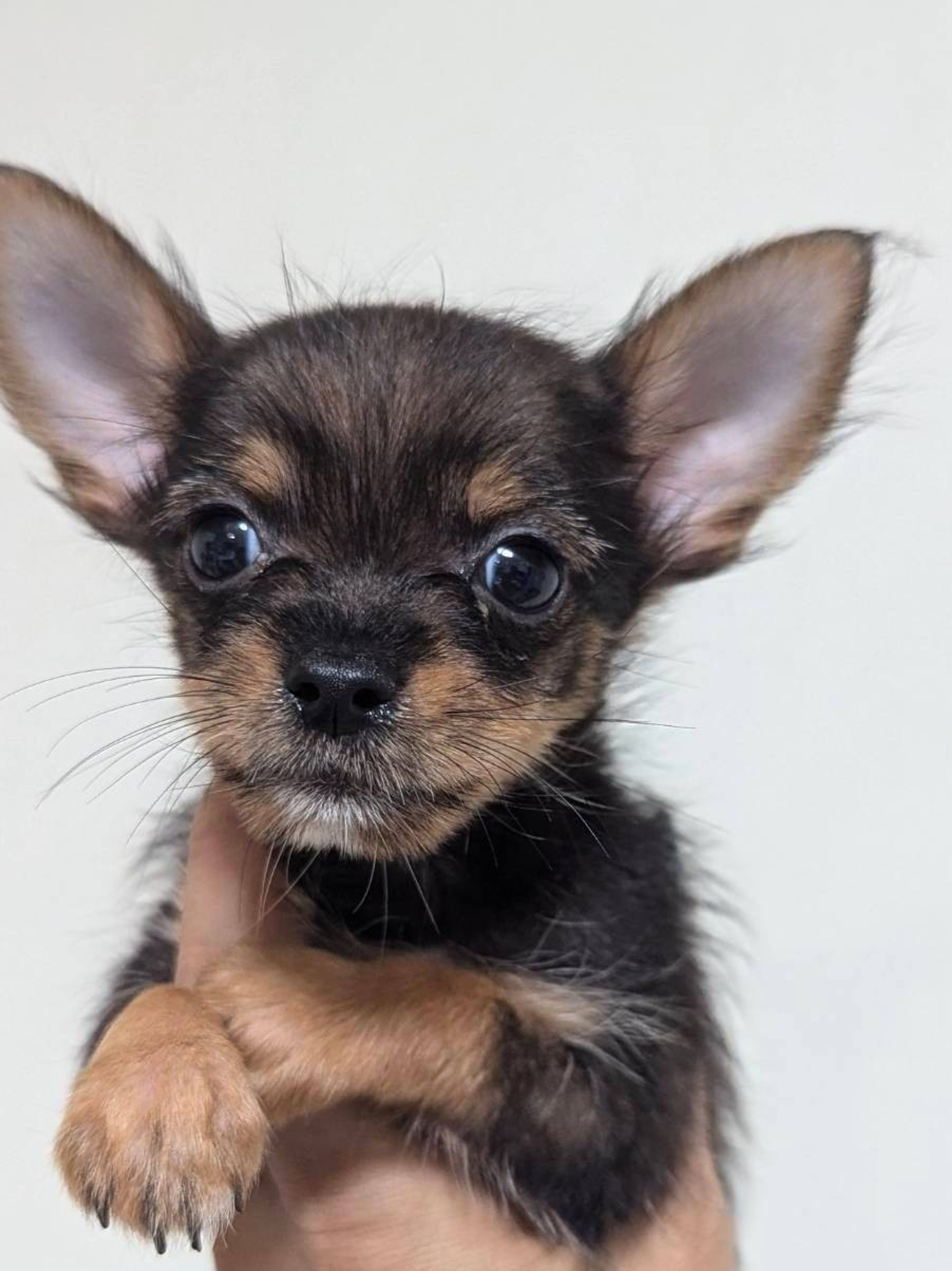 雑種（ミックス犬）・オスの里親募集の写真