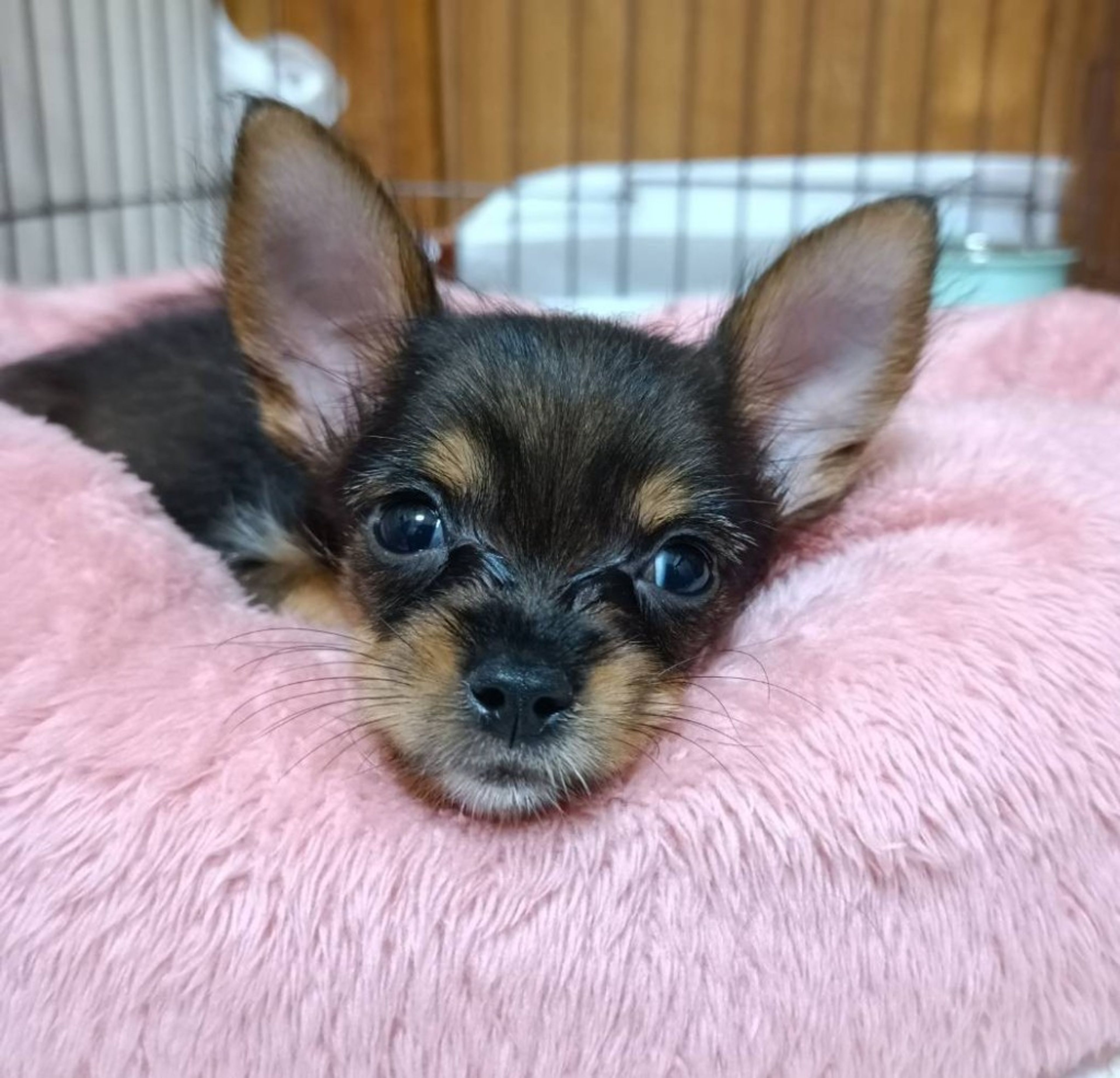 pet-image-2
