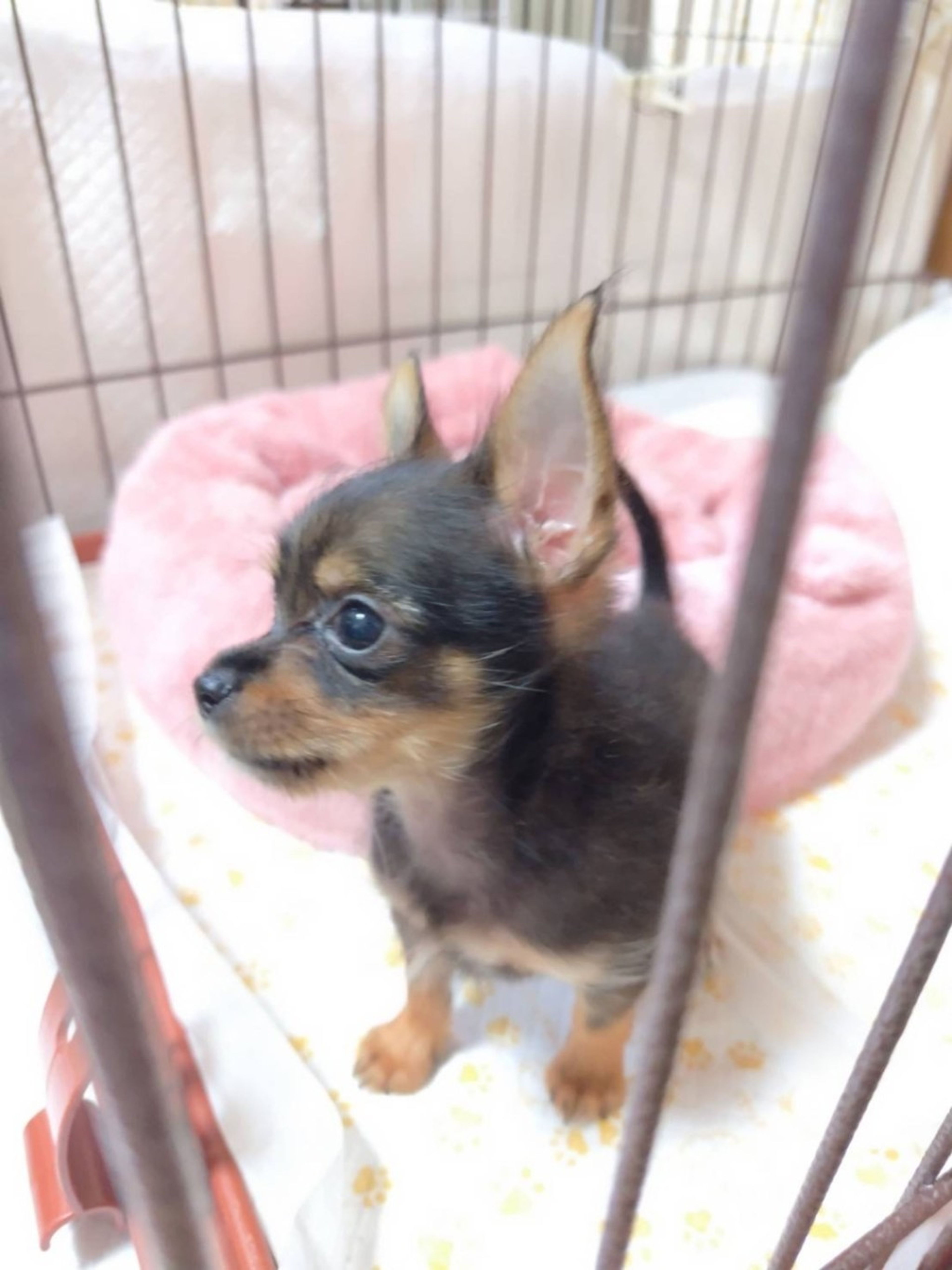 pet-image-3