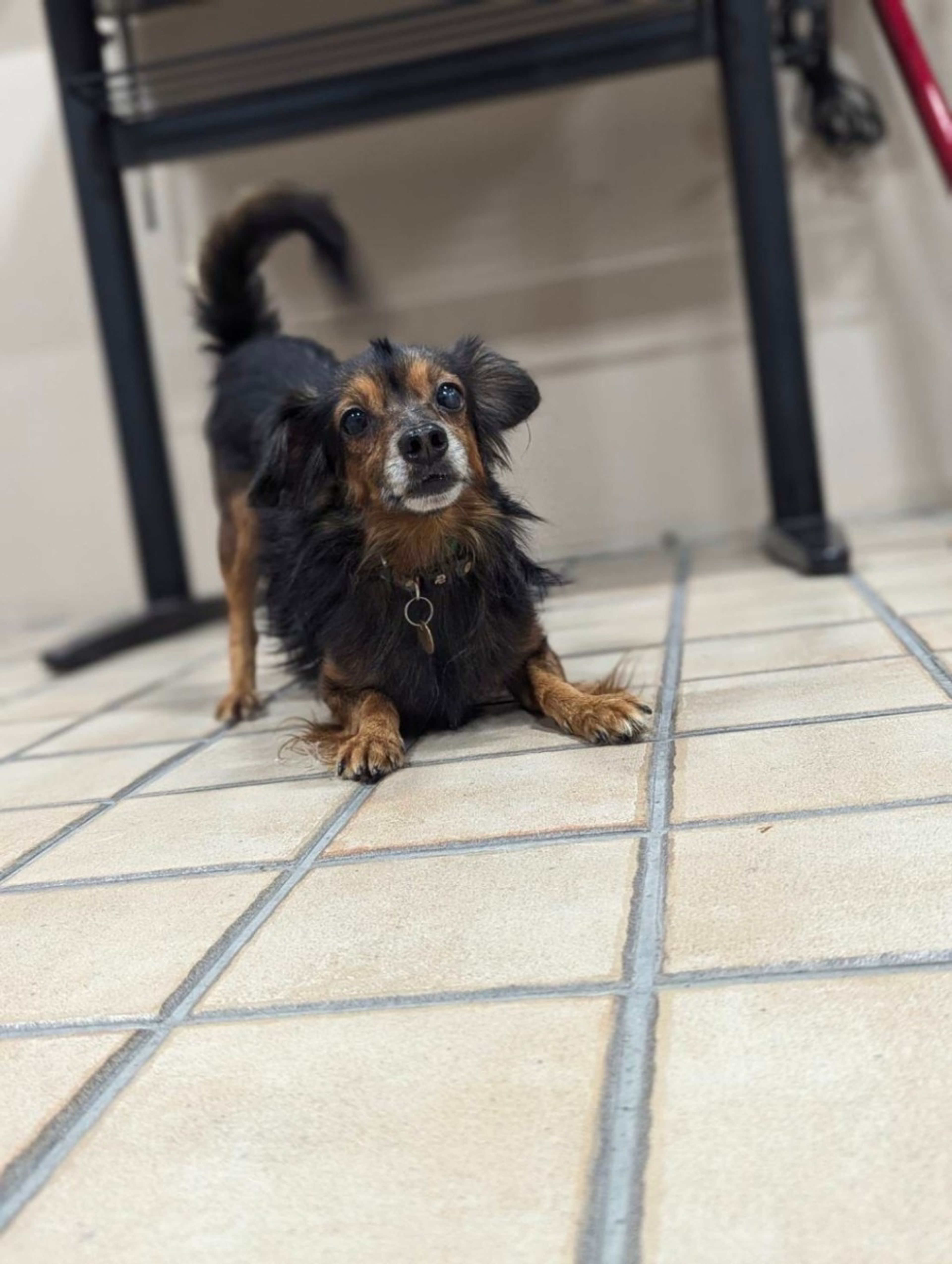 pet-image-4