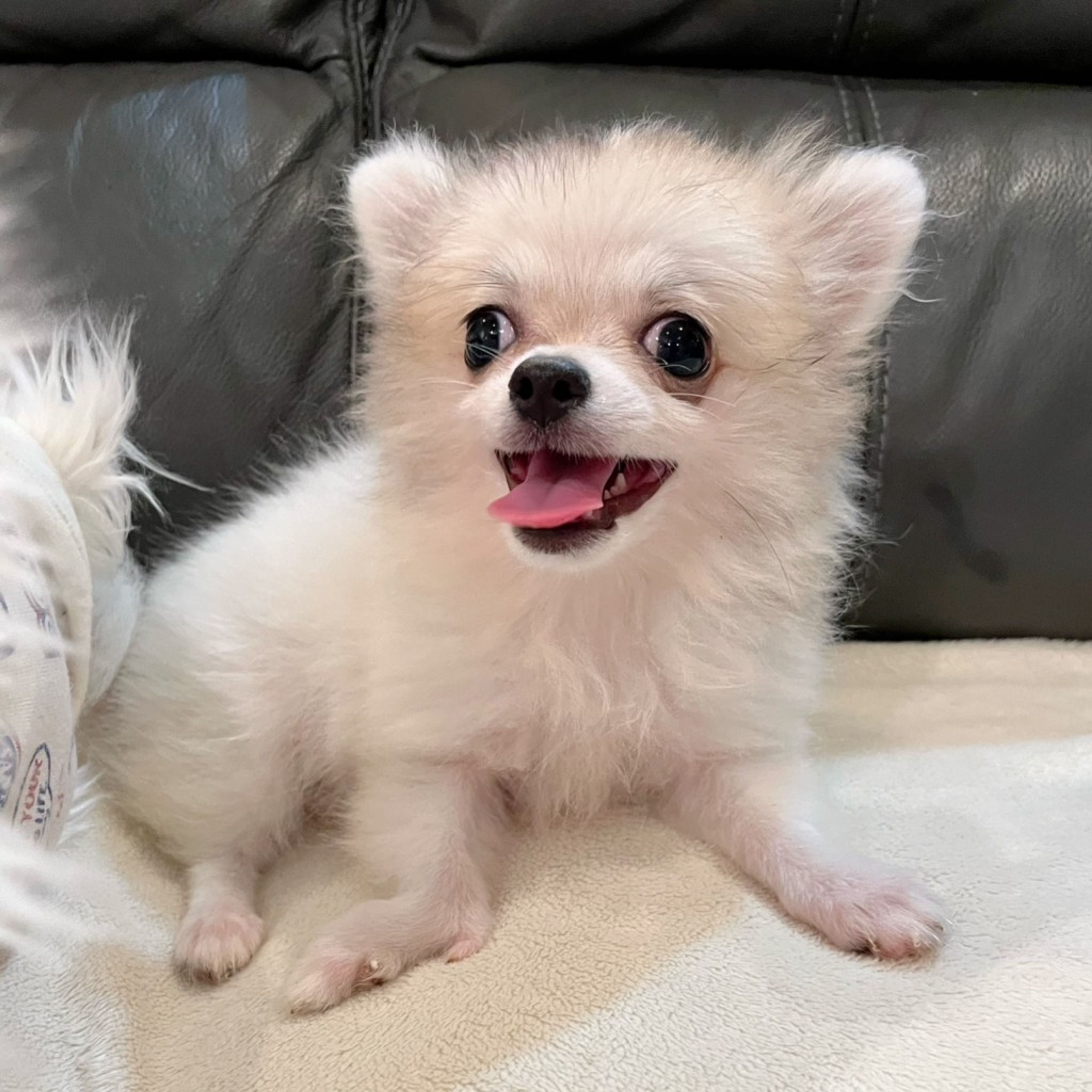 pet-image-8