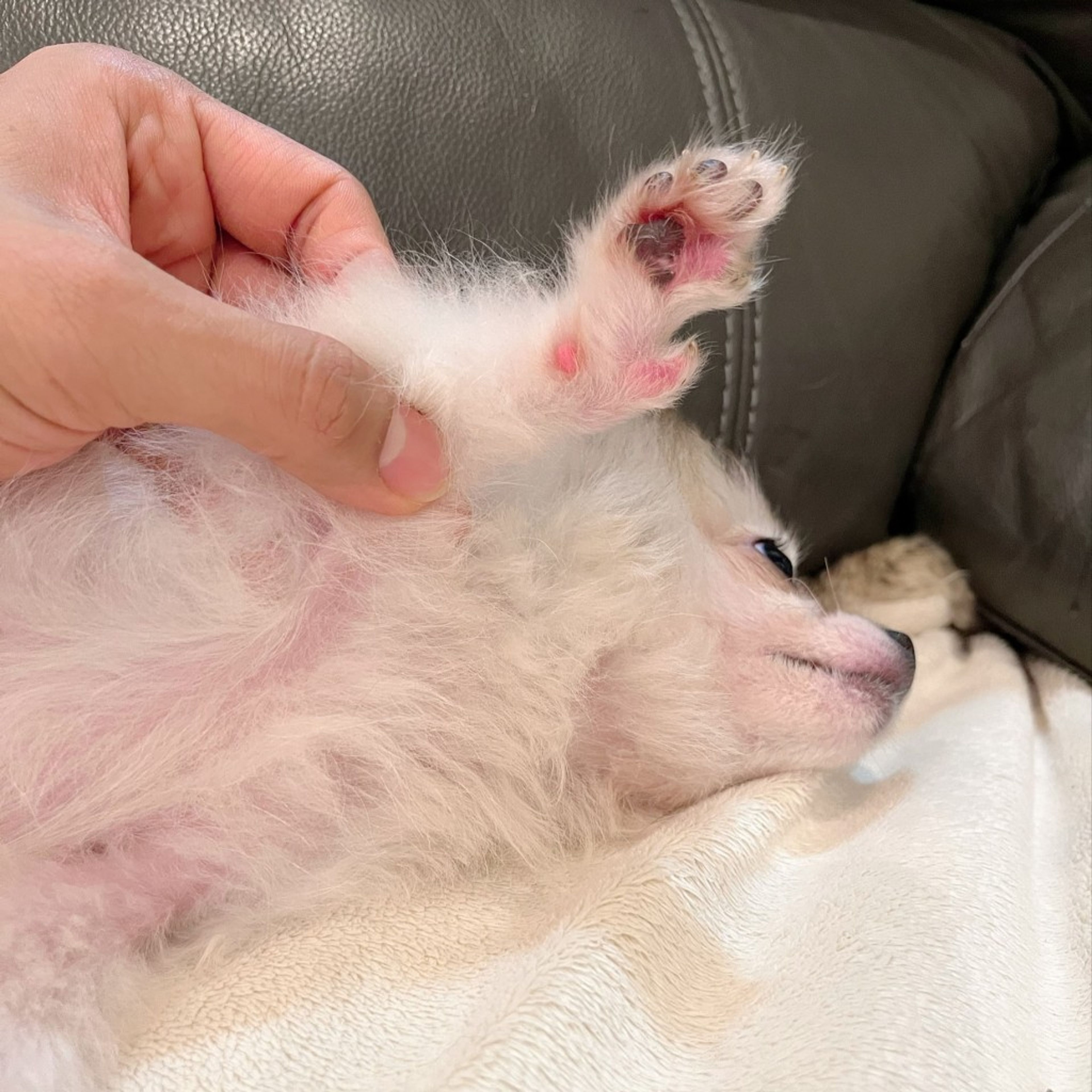 pet-image-9