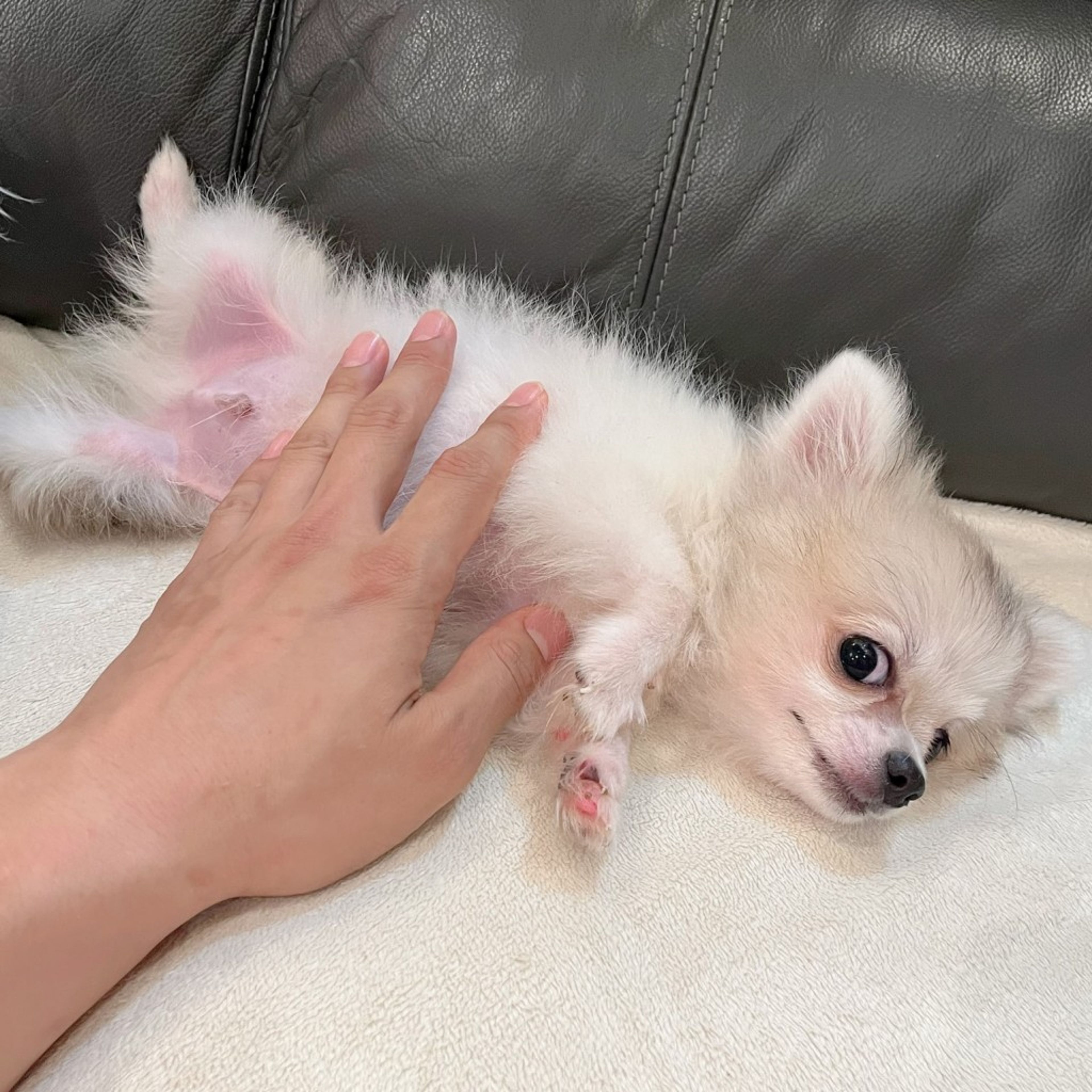 pet-image-6