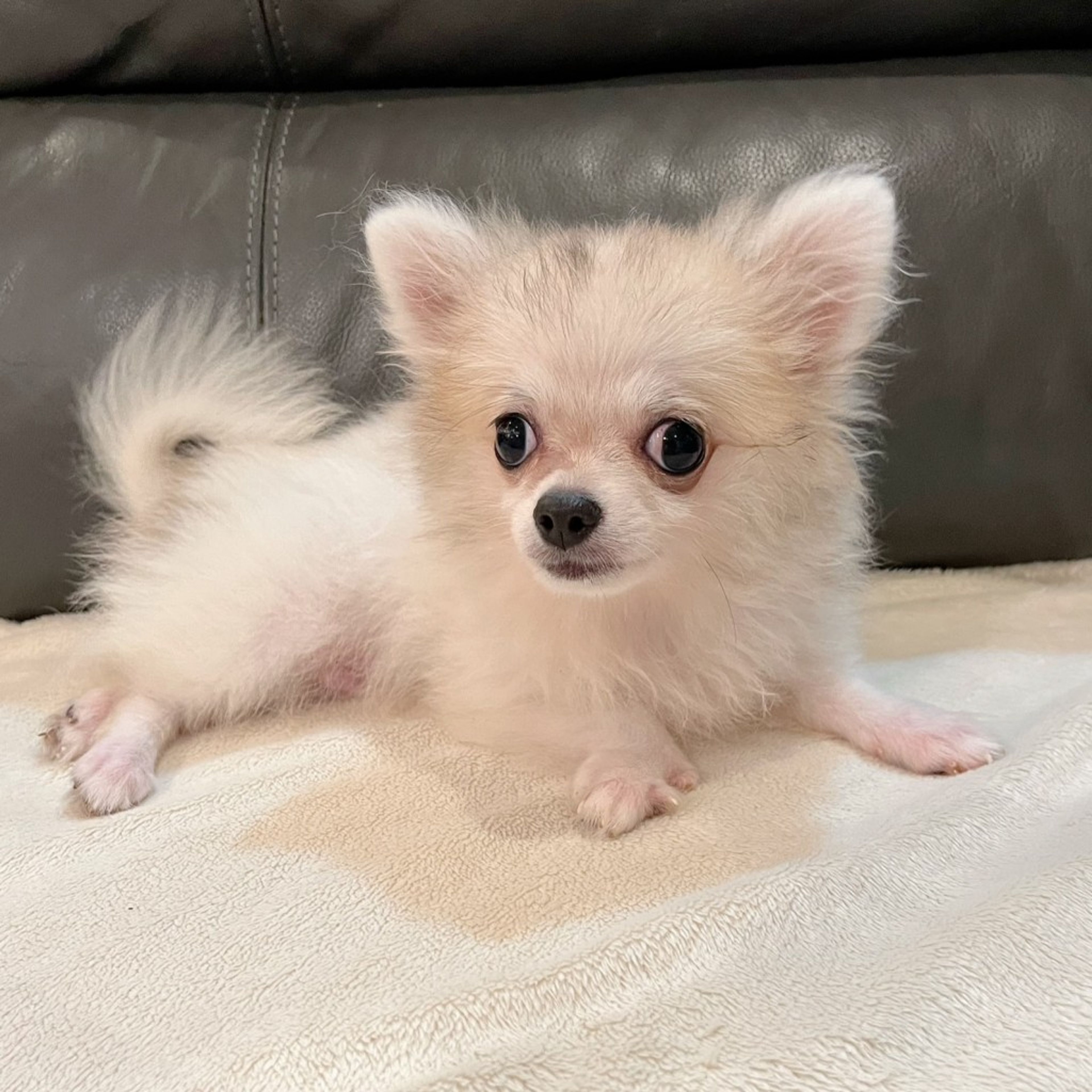 pet-image-7
