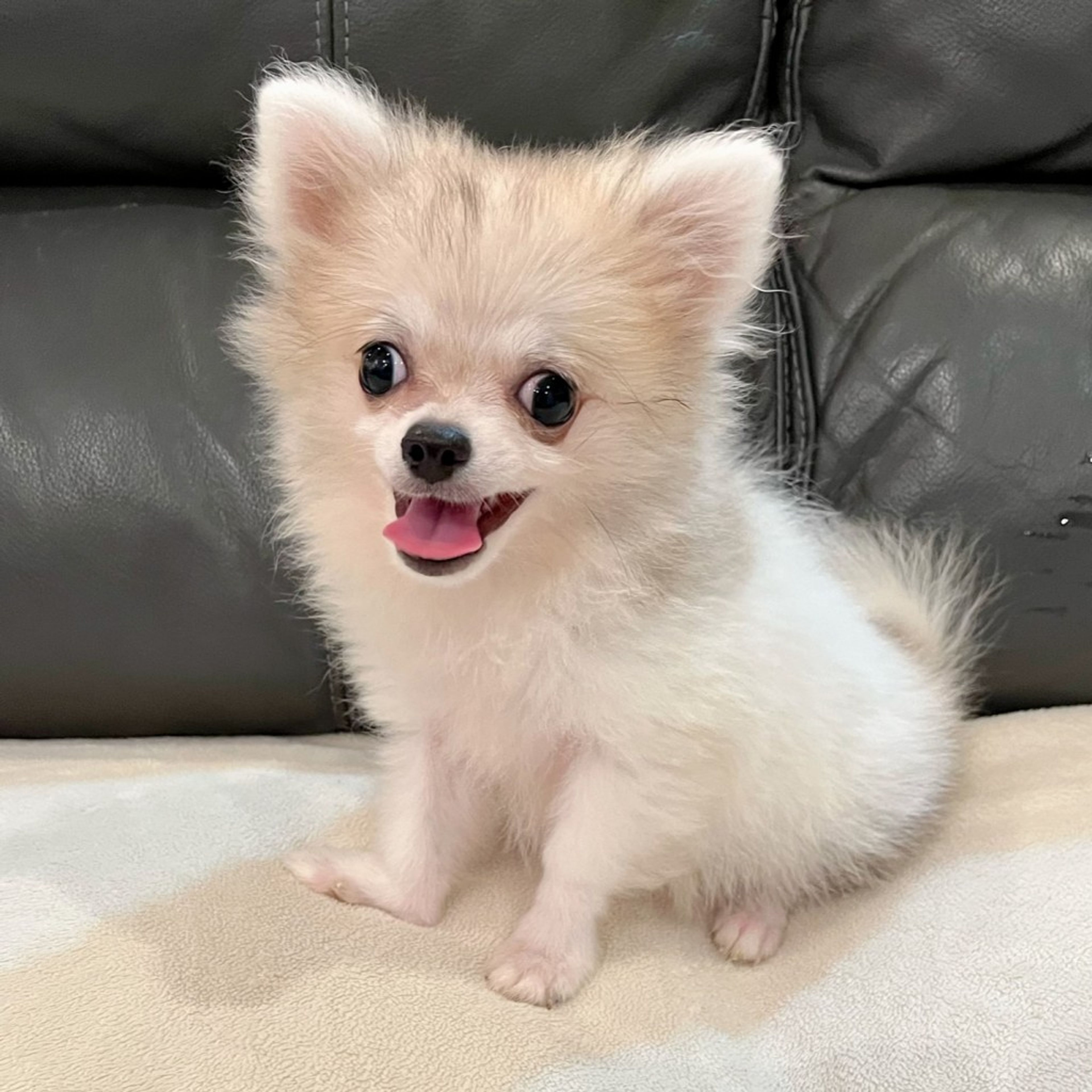 雑種（ミックス犬）・オスの里親募集の写真