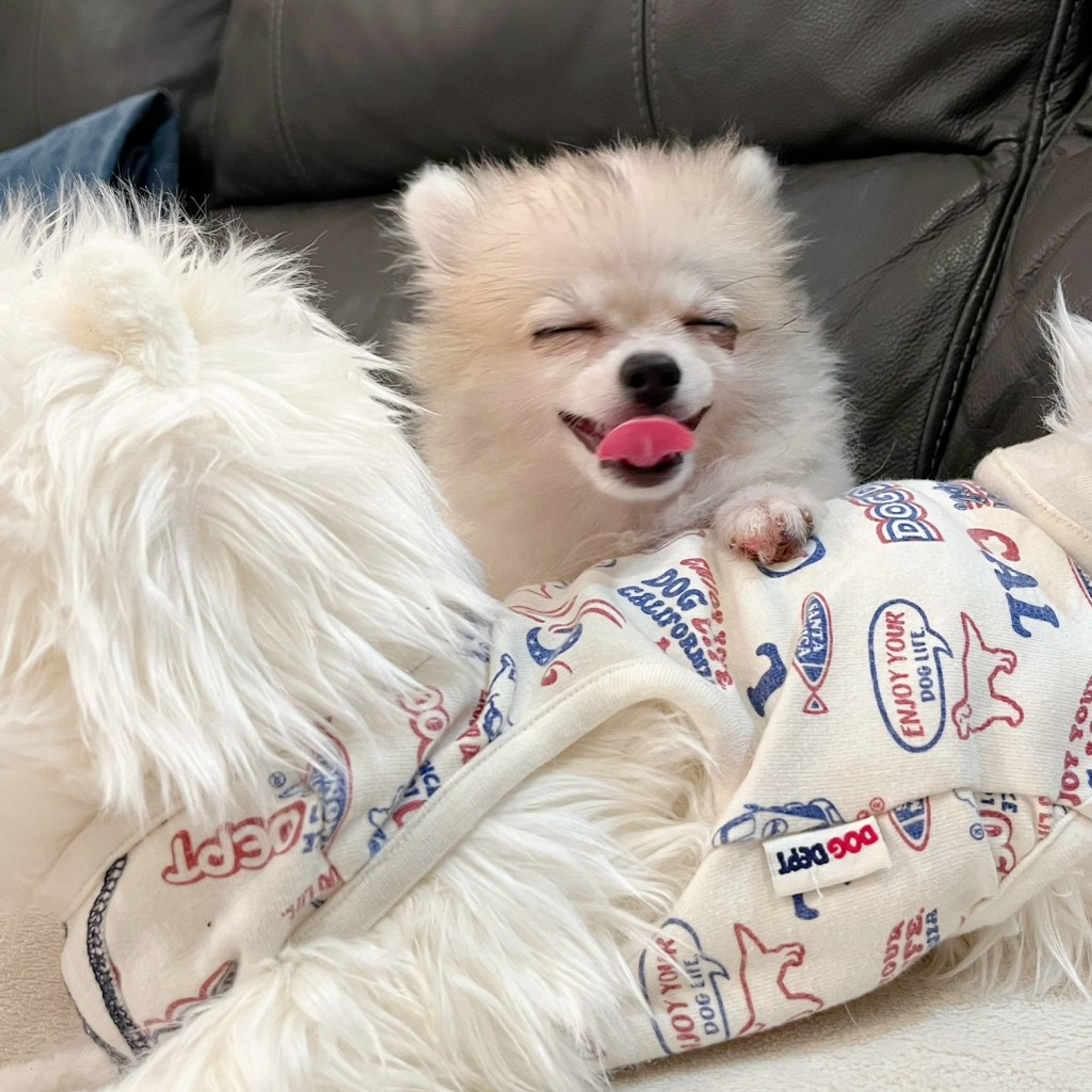 pet-image-4