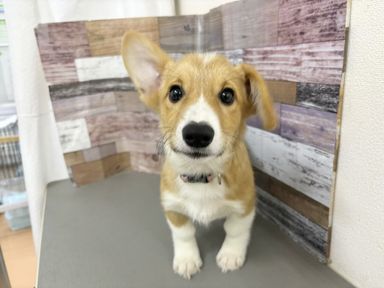ヒューイ