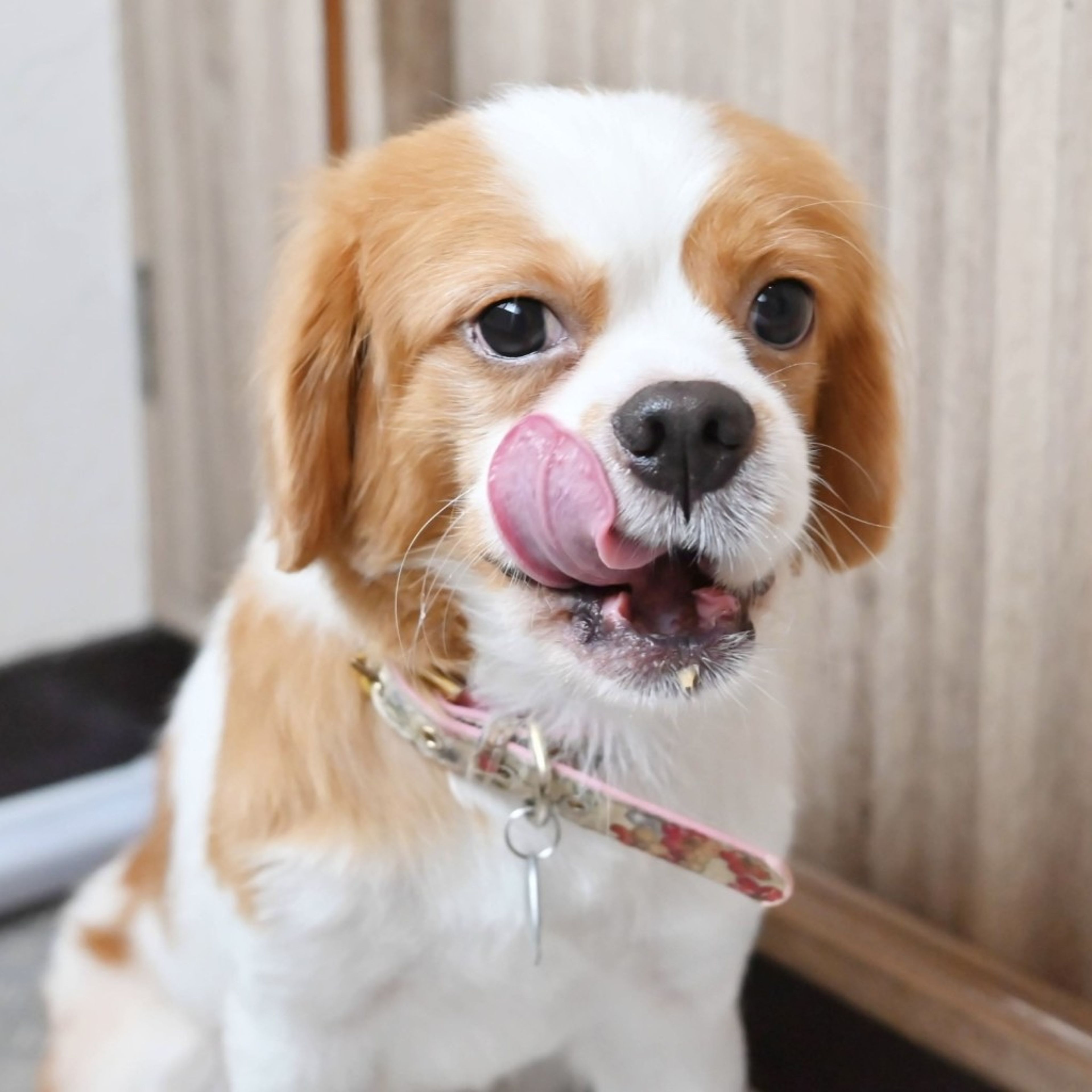pet-image-6