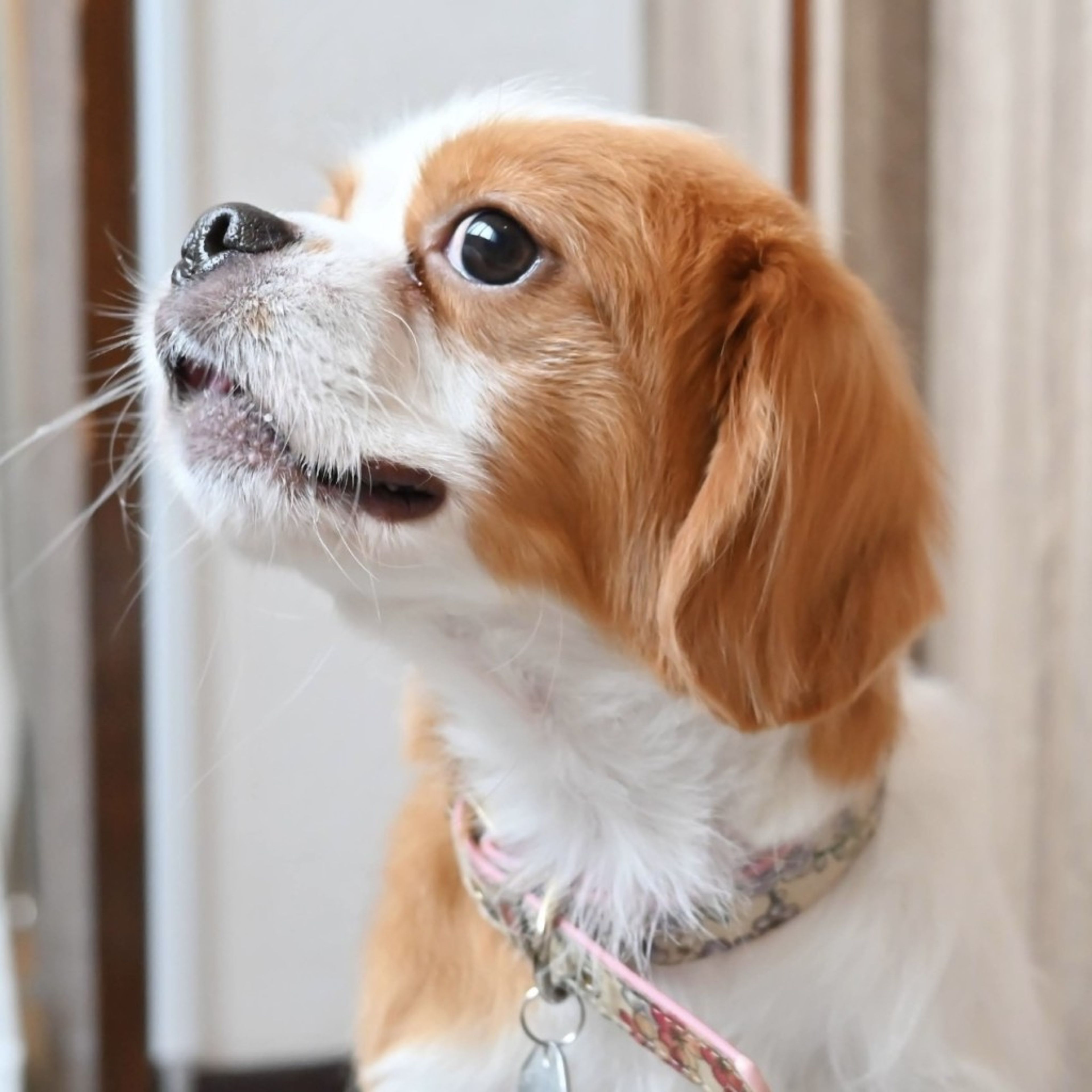 pet-image-7