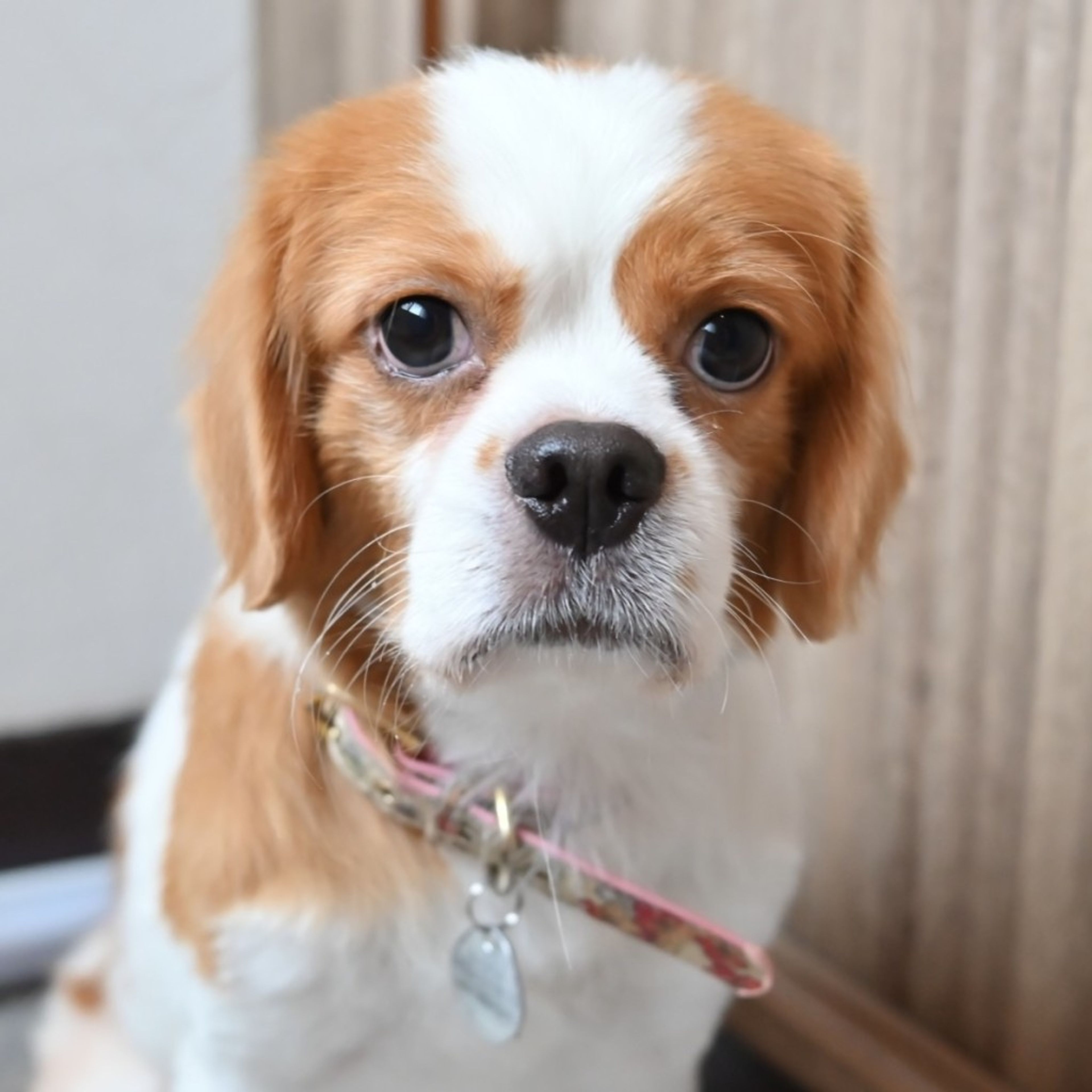 さるっち様❤キャバリアキングチャールズスパニエル♡メモリアル オブジェ♡ 置物 彫像 座っている キャバリア キング チャールズ スパニエル の像