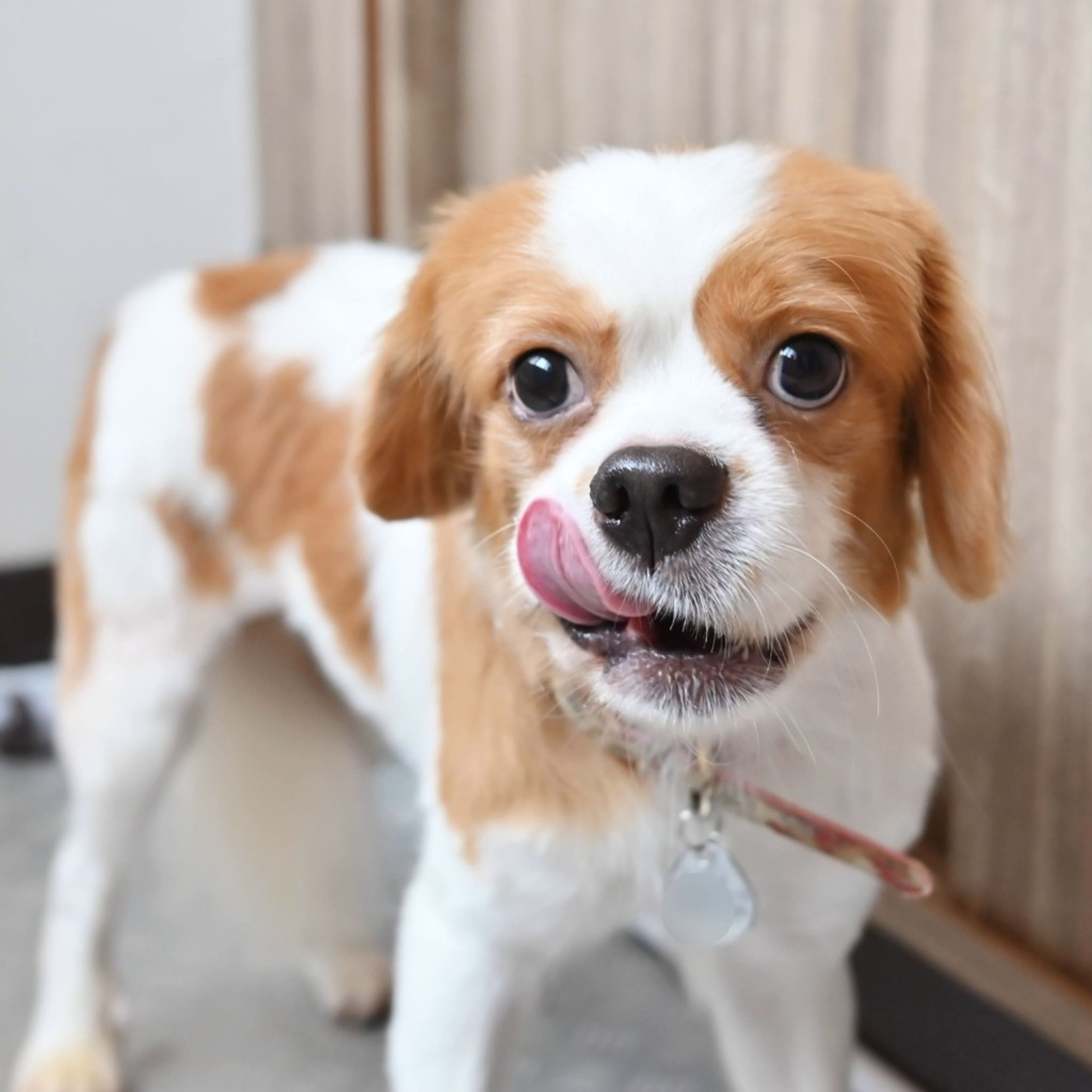 pet-image-4