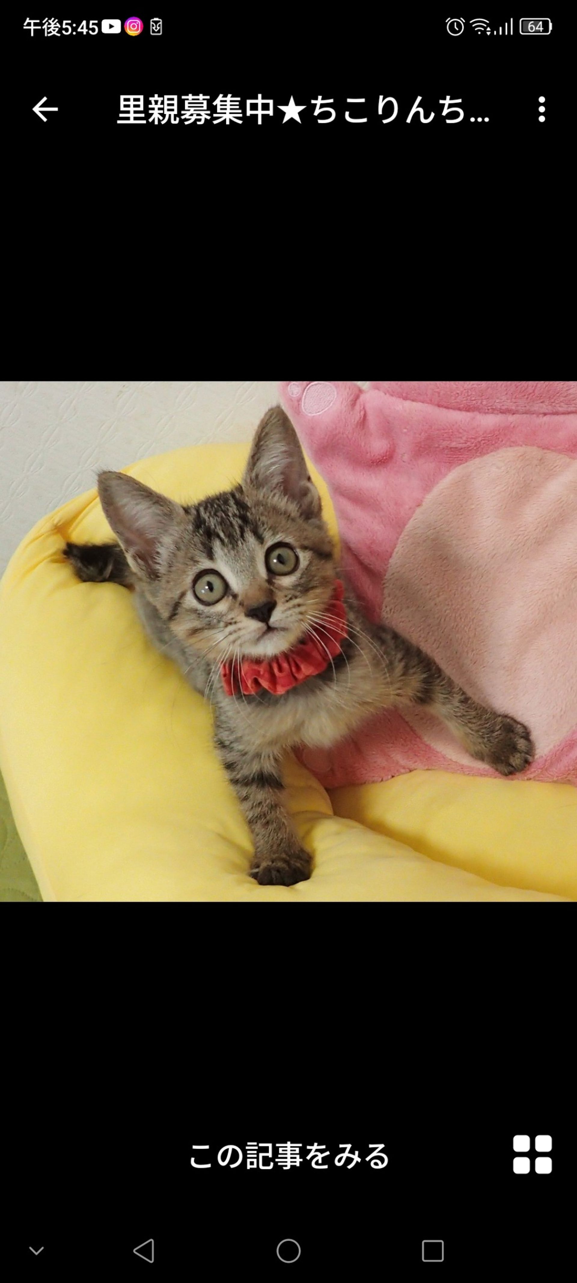 雑種（ミックス猫）・メスの里親募集の写真