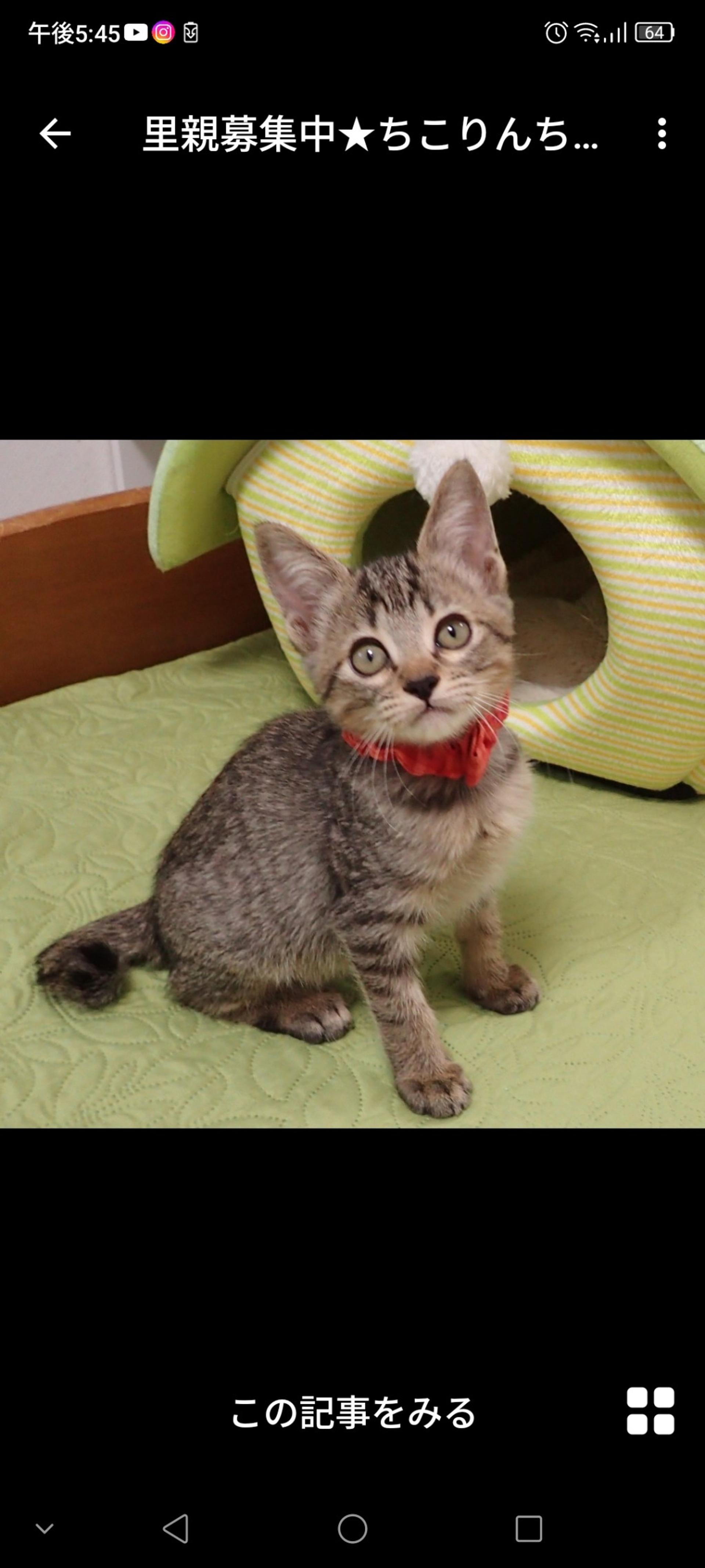 pet-image-3