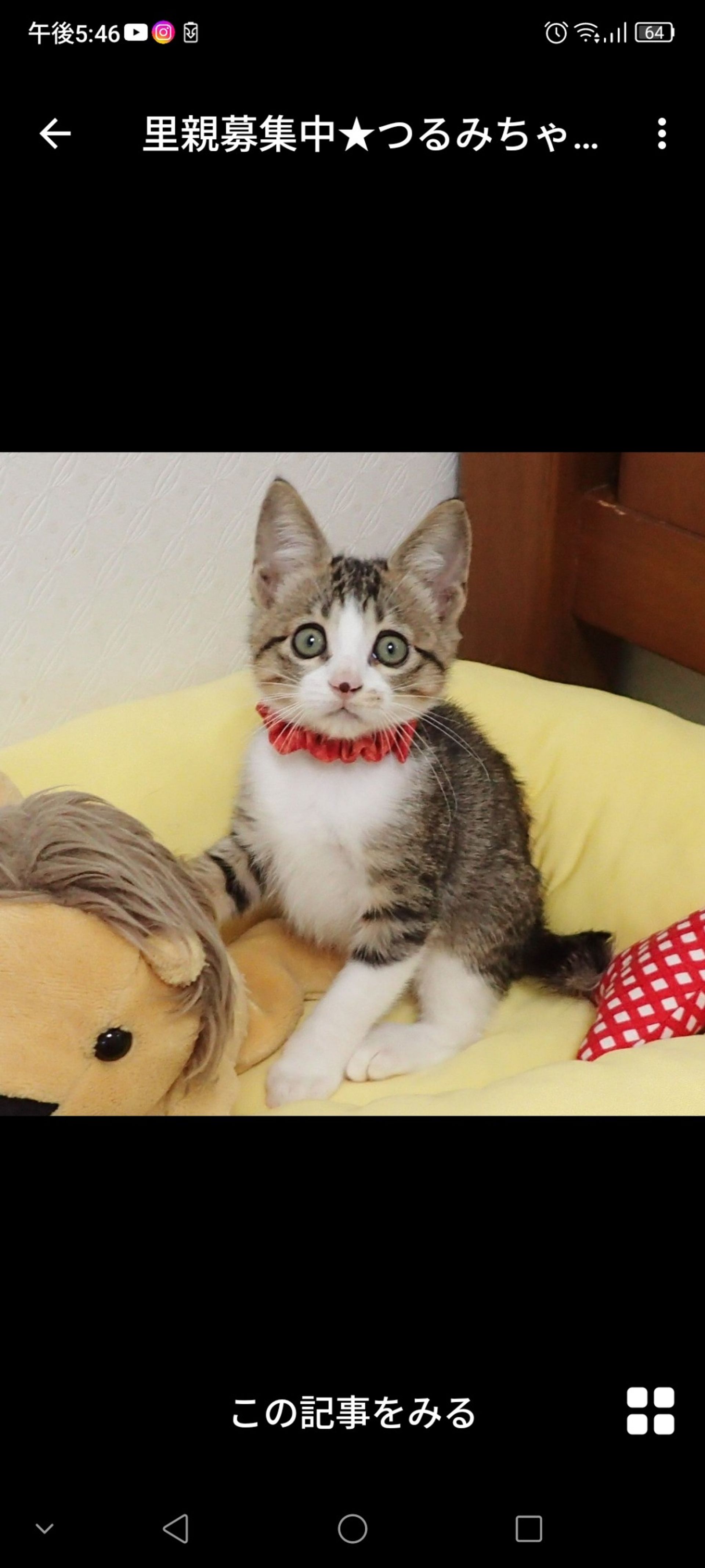 雑種（ミックス猫）・メスの里親募集の写真