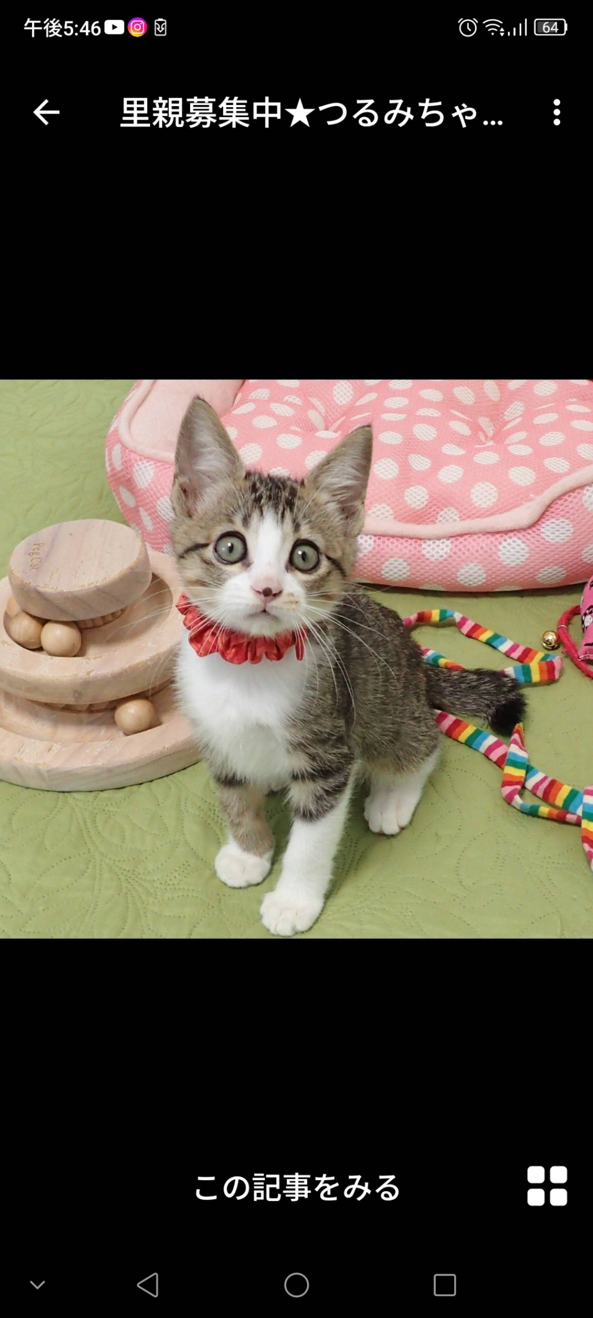 雑種（ミックス猫）・メスの里親募集の写真