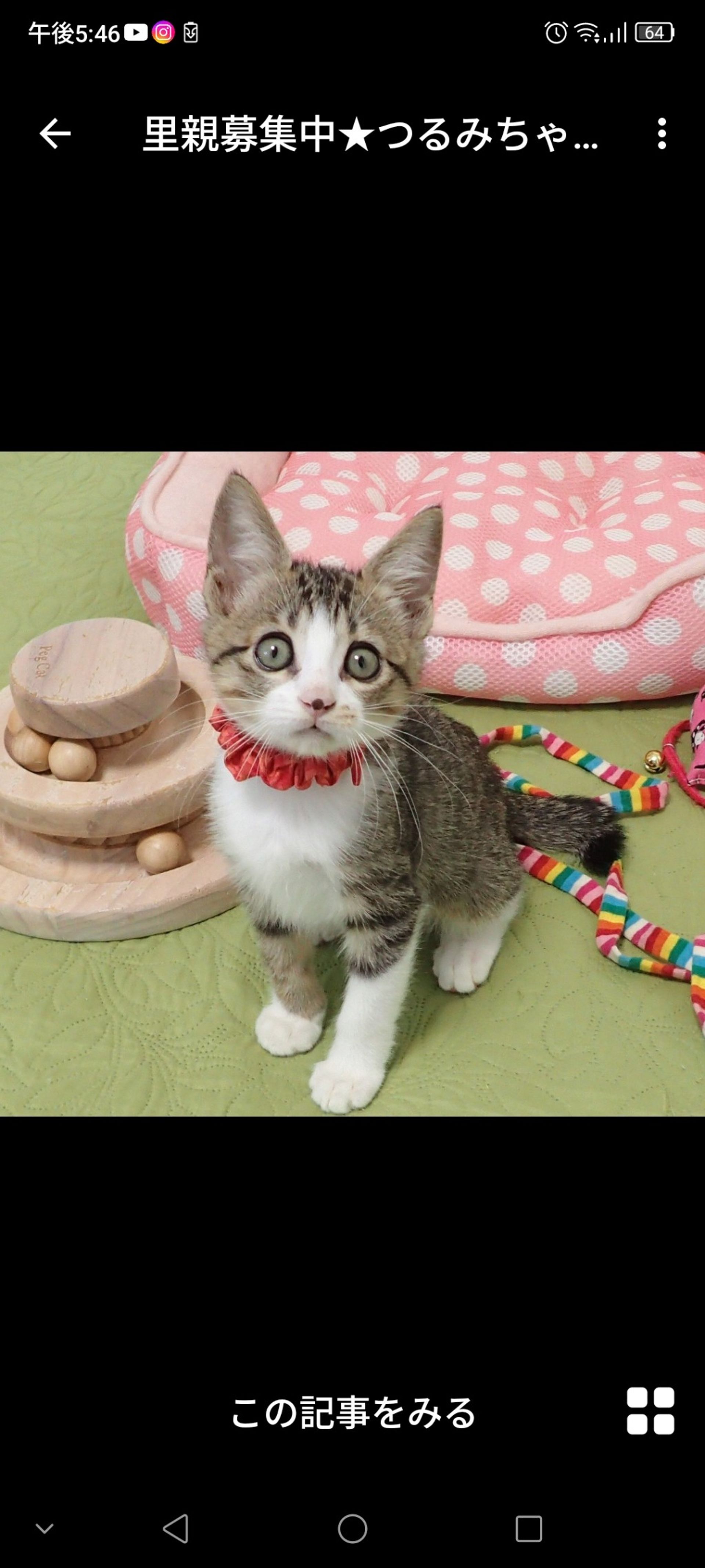 雑種（ミックス猫）・メスの里親募集の写真