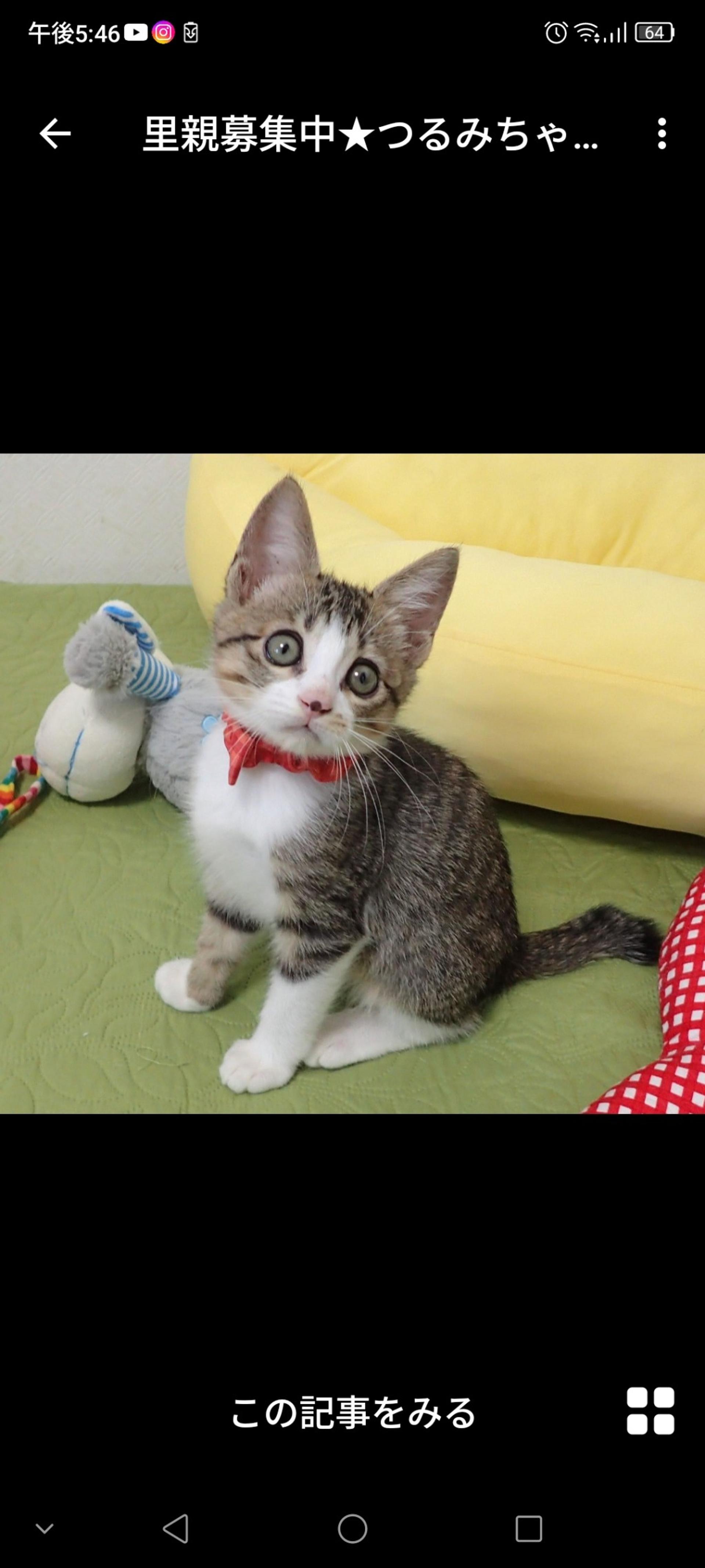 pet-image-3