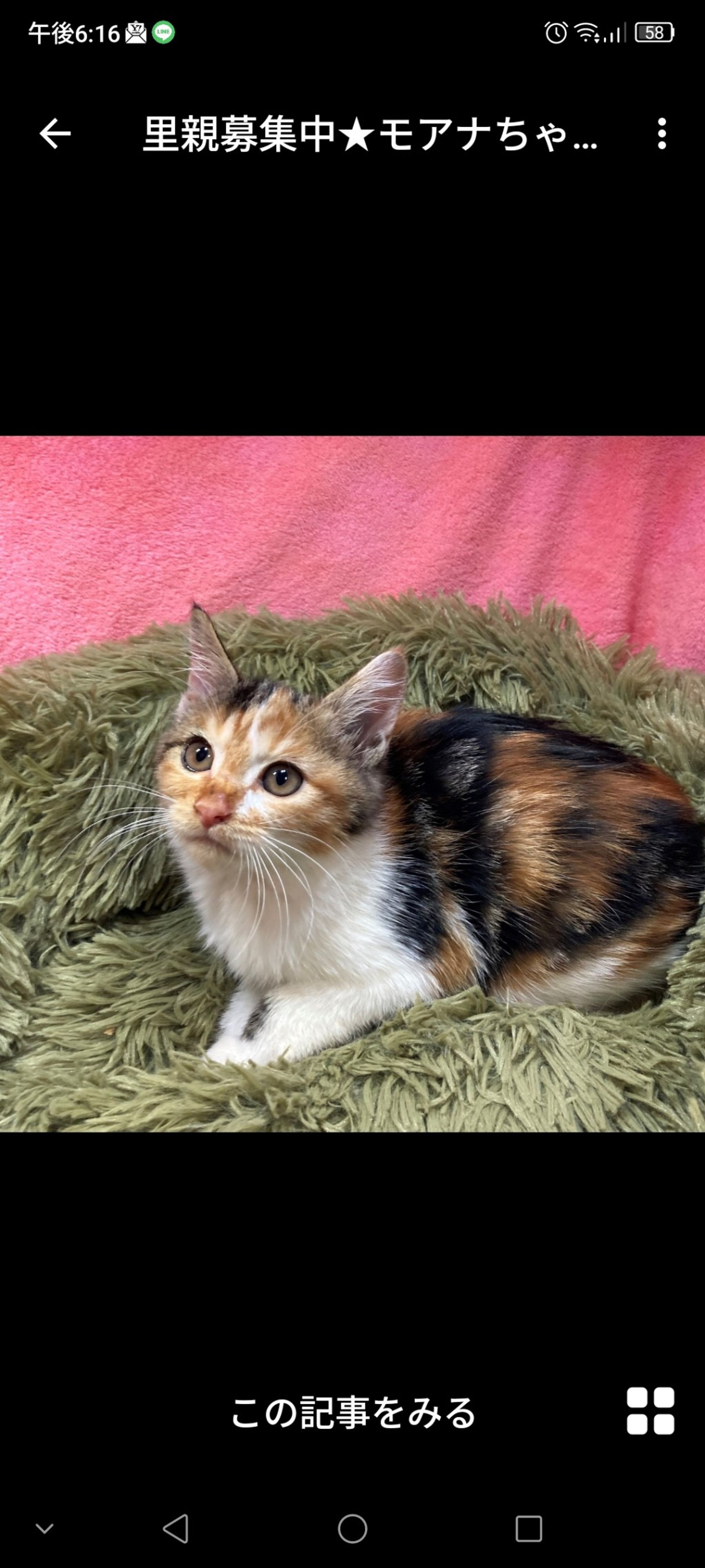 日本猫・メスの里親募集の写真