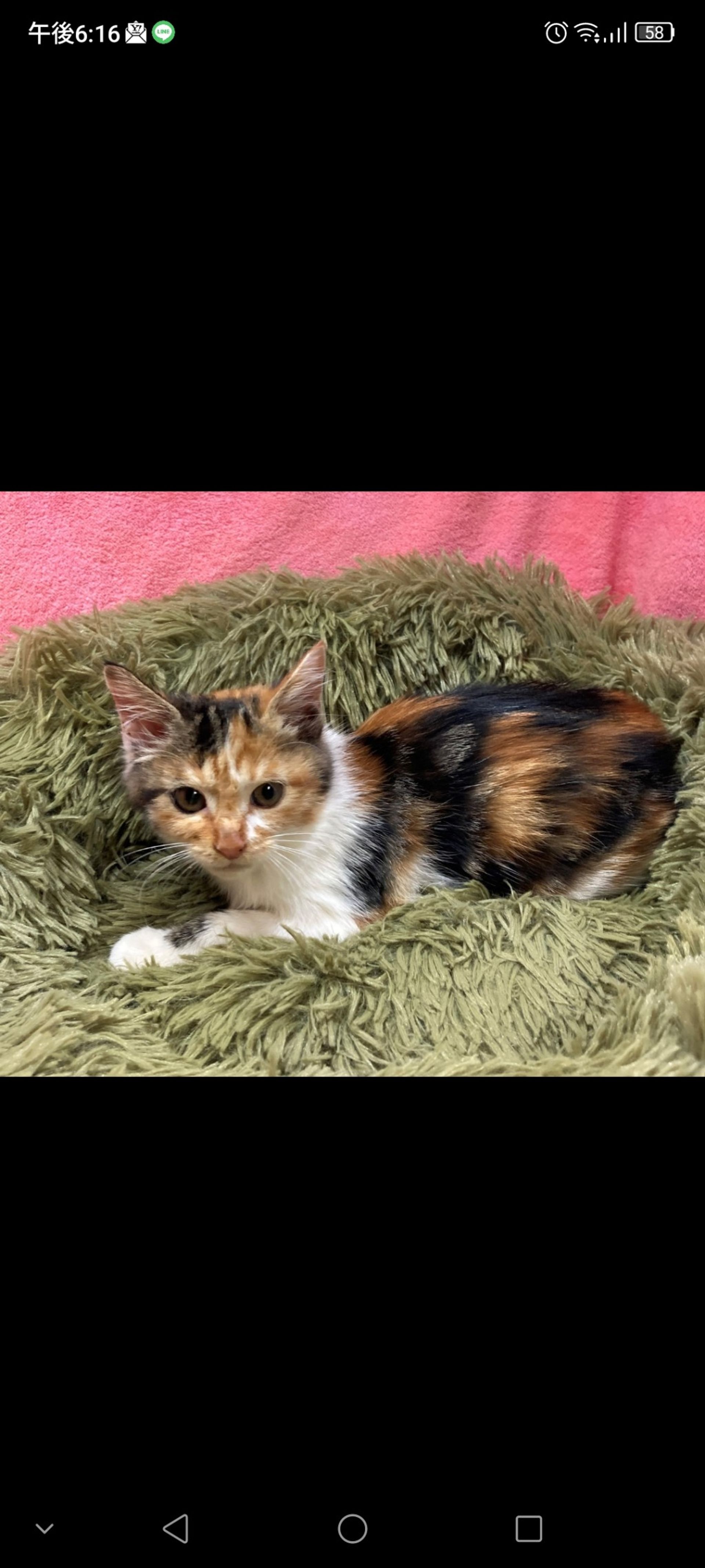 日本猫・メスの里親募集の写真