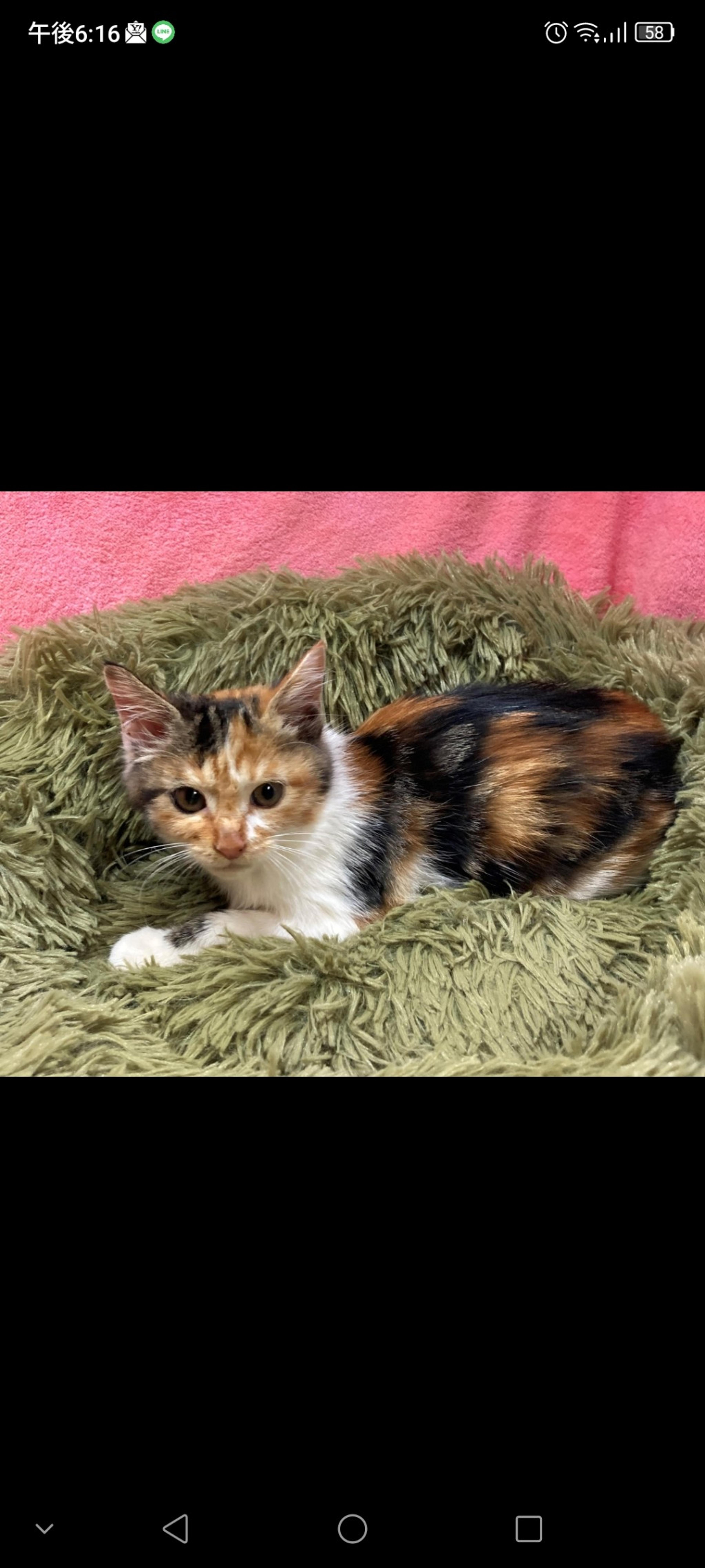 pet-image-2