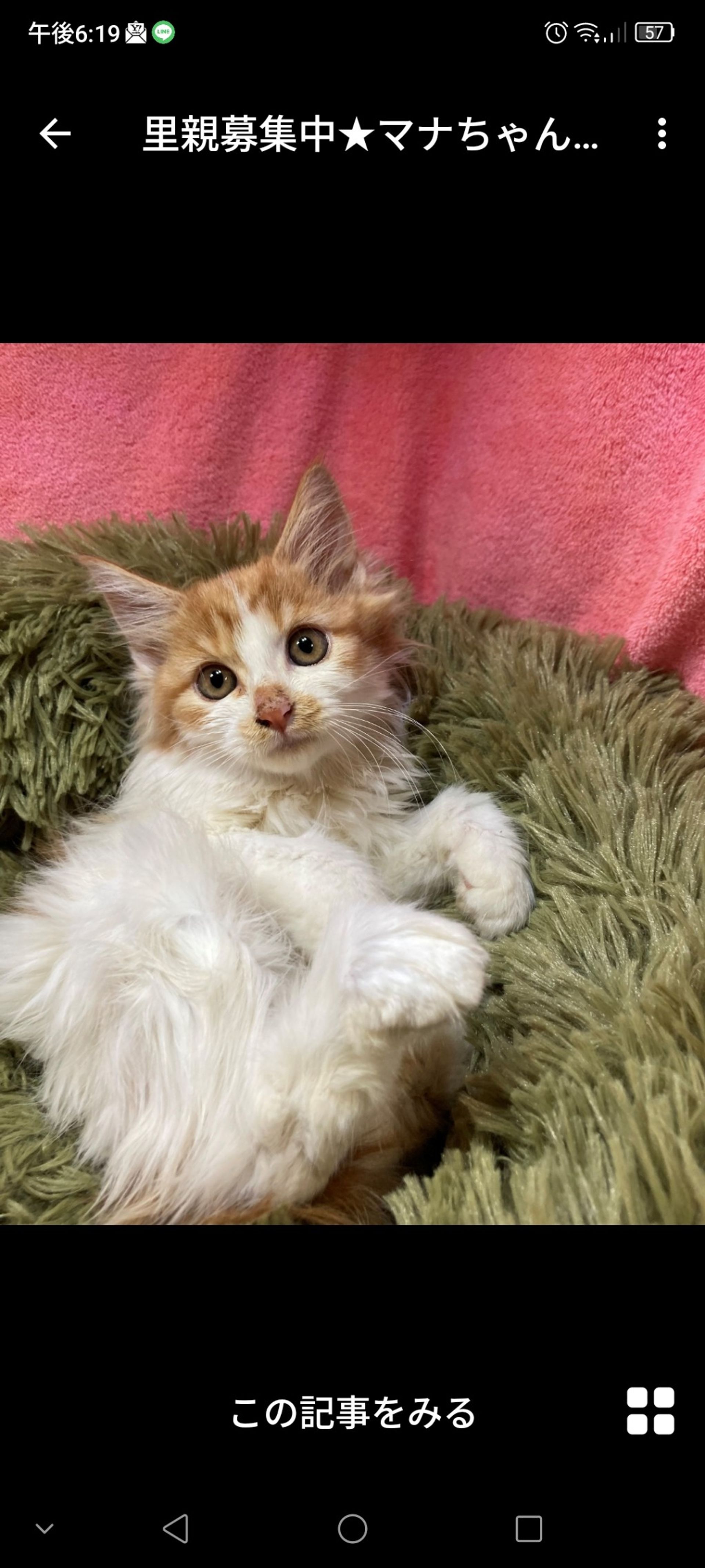 雑種（ミックス猫）・メスの里親募集の写真