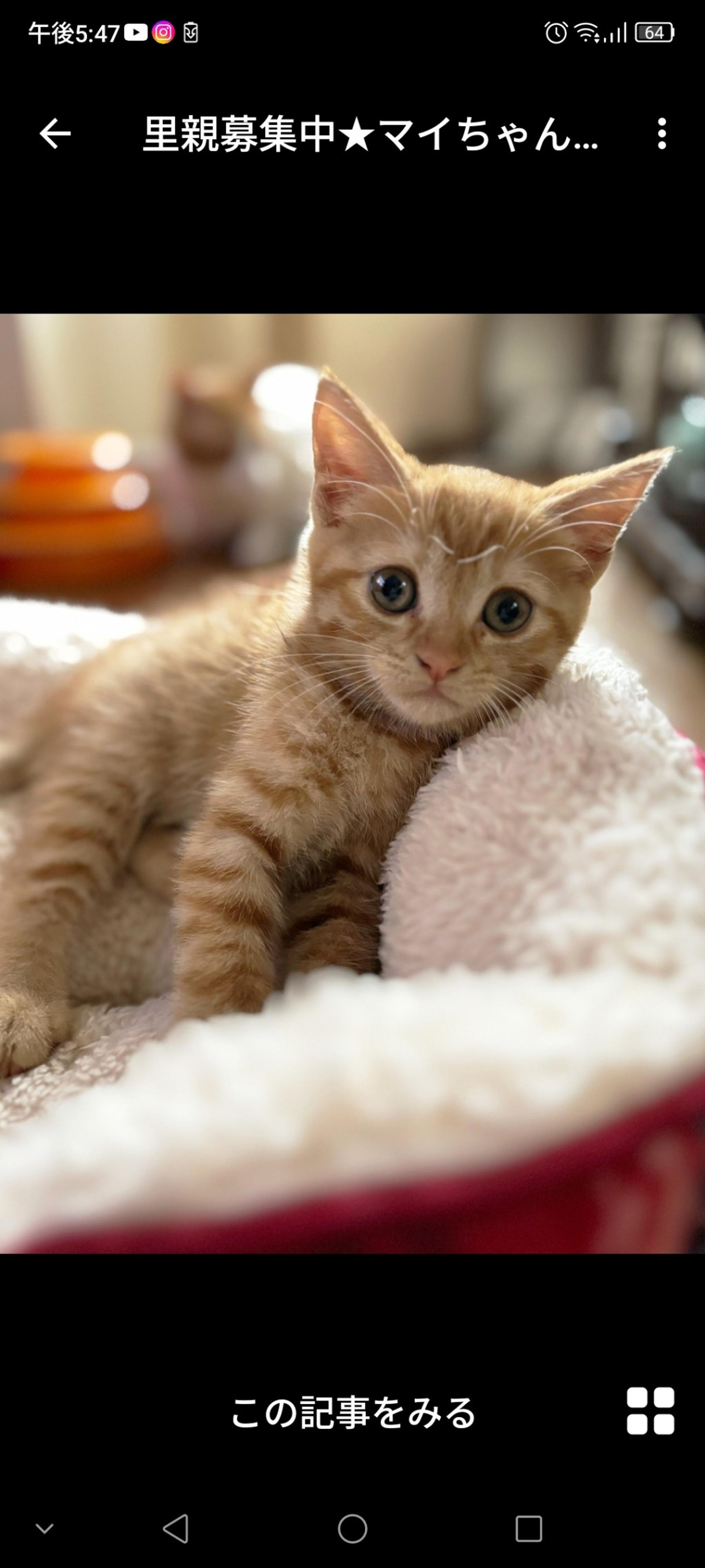 pet-image-3