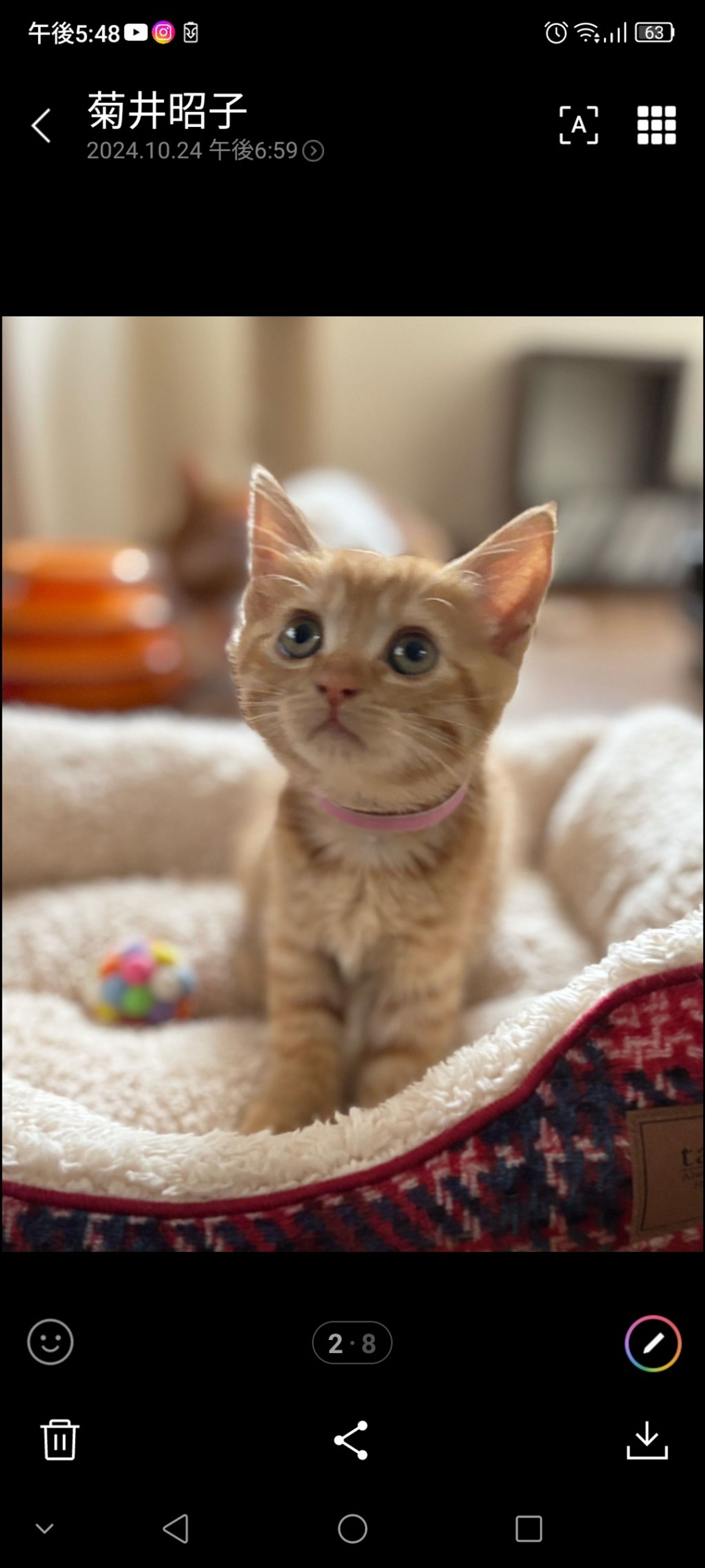 雑種（ミックス猫）・メスの里親募集の写真
