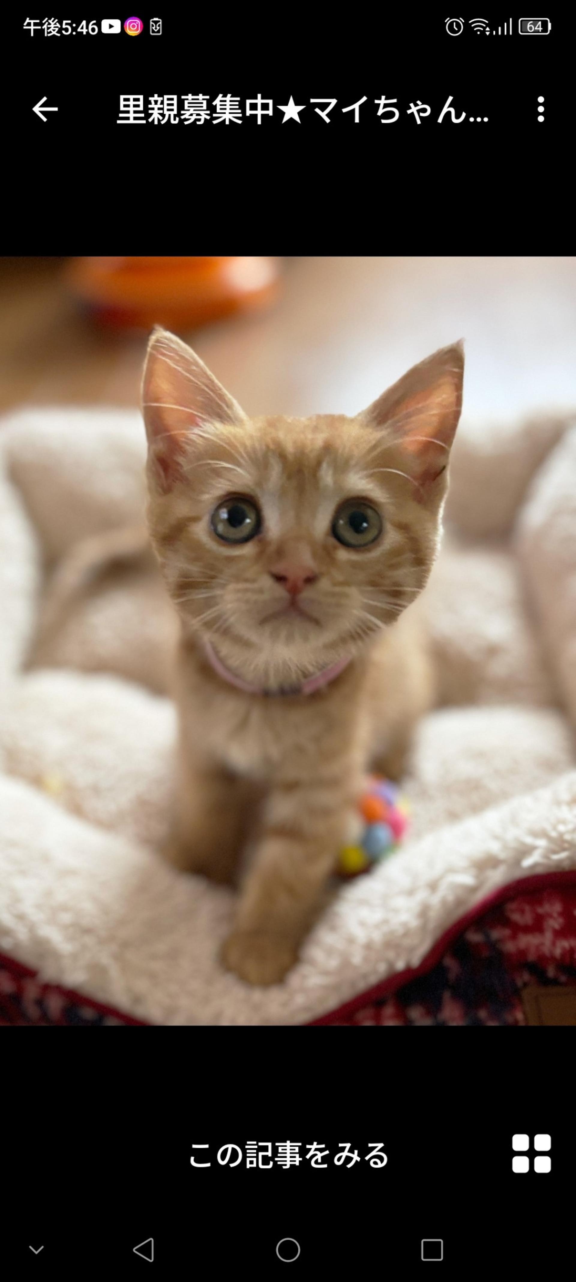 pet-image-4
