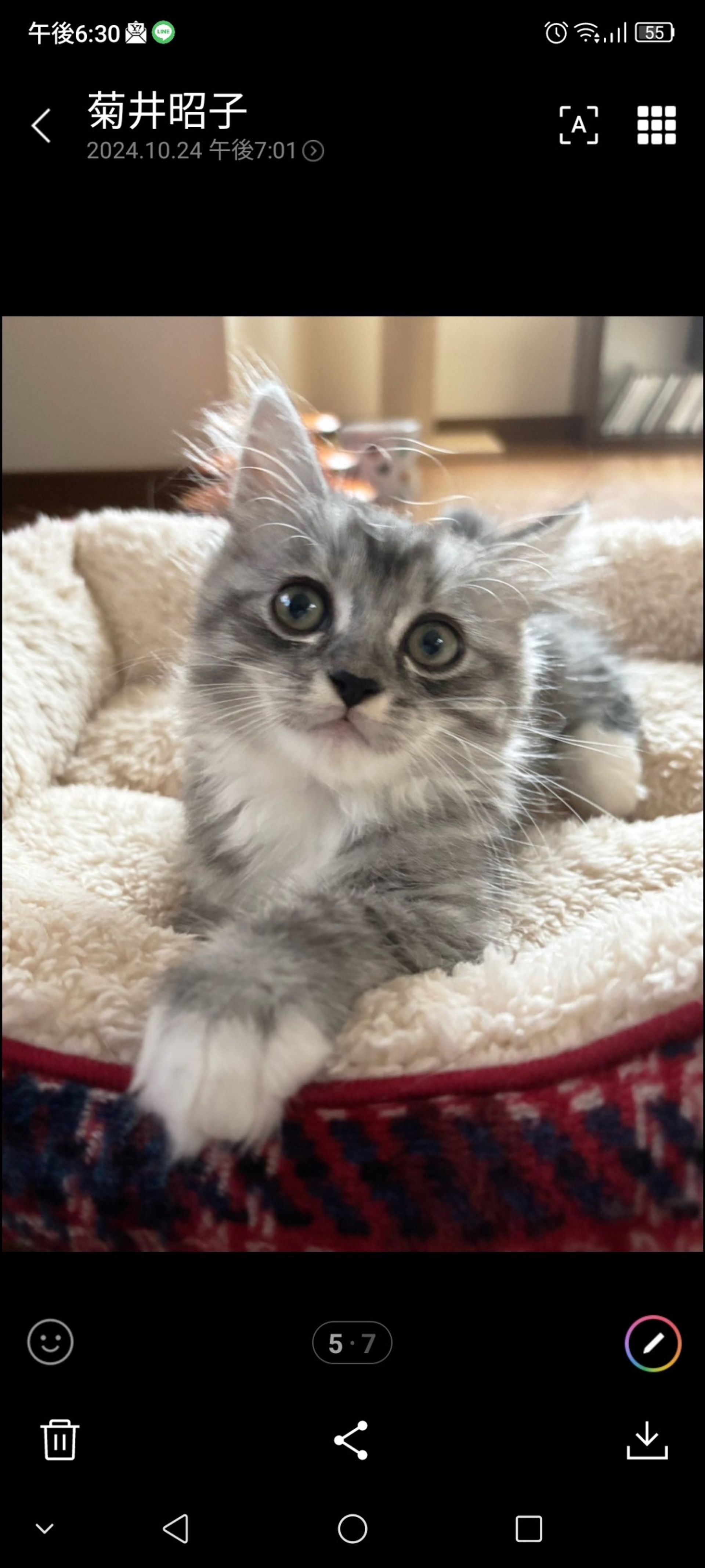 雑種（ミックス猫）・オスの里親募集の写真