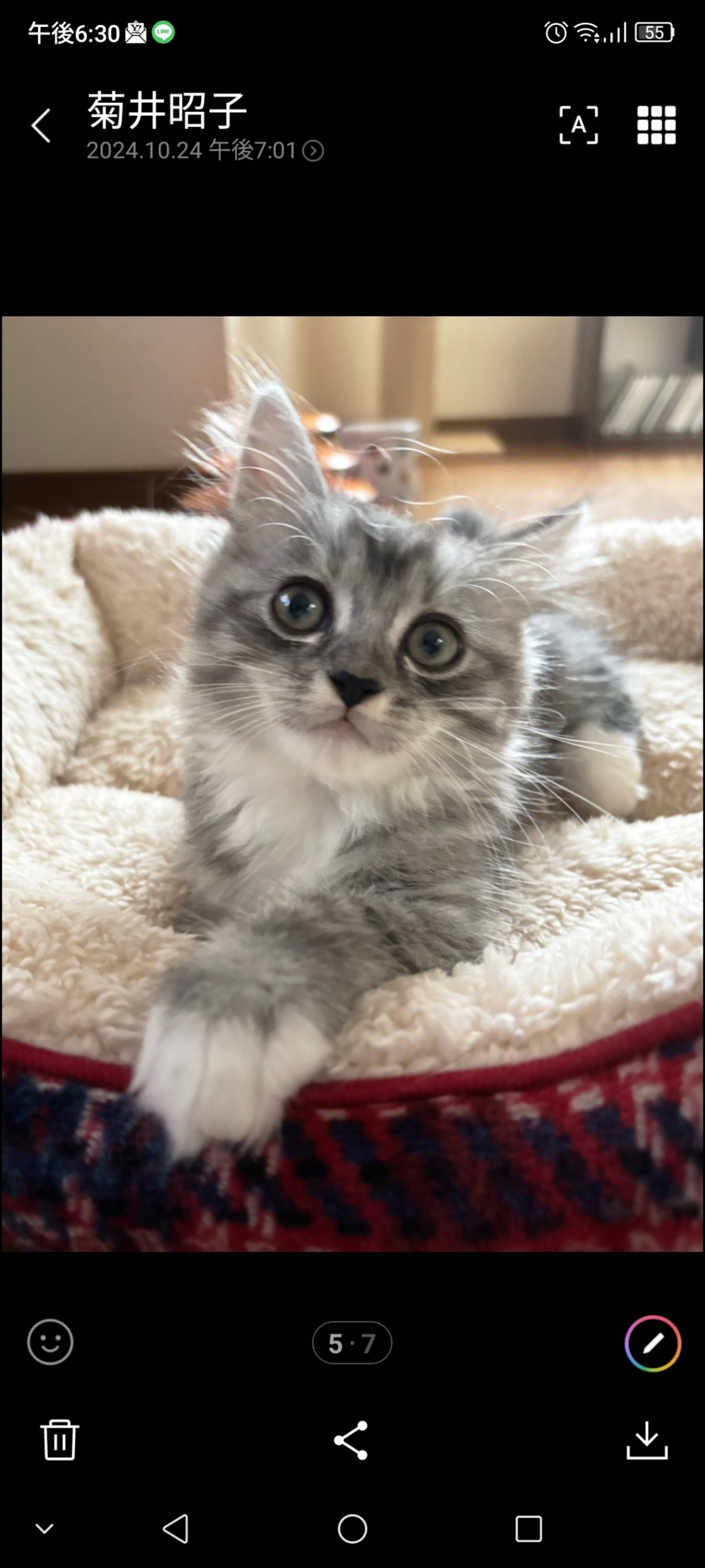 雑種（ミックス猫）・オスの里親募集の写真