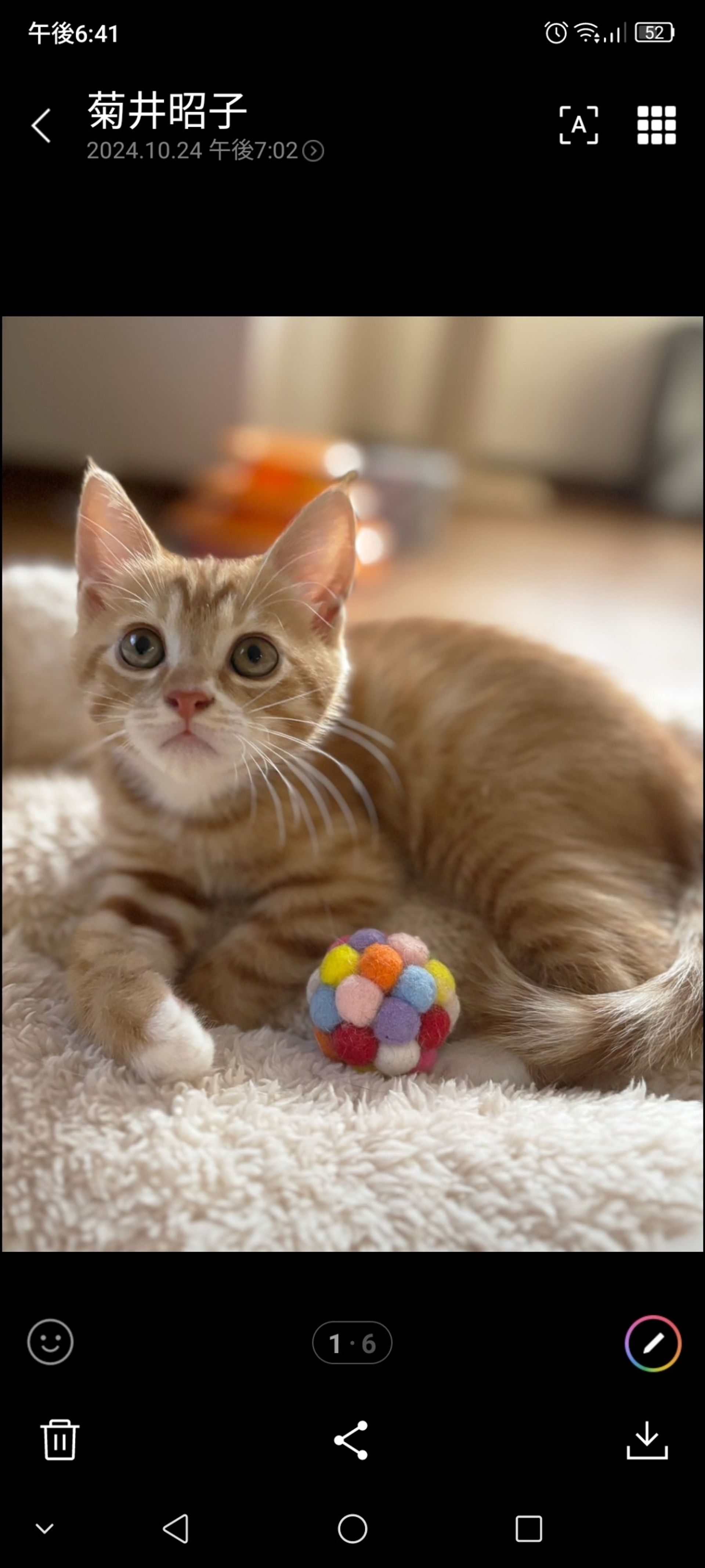 雑種（ミックス猫）・オスの里親募集の写真