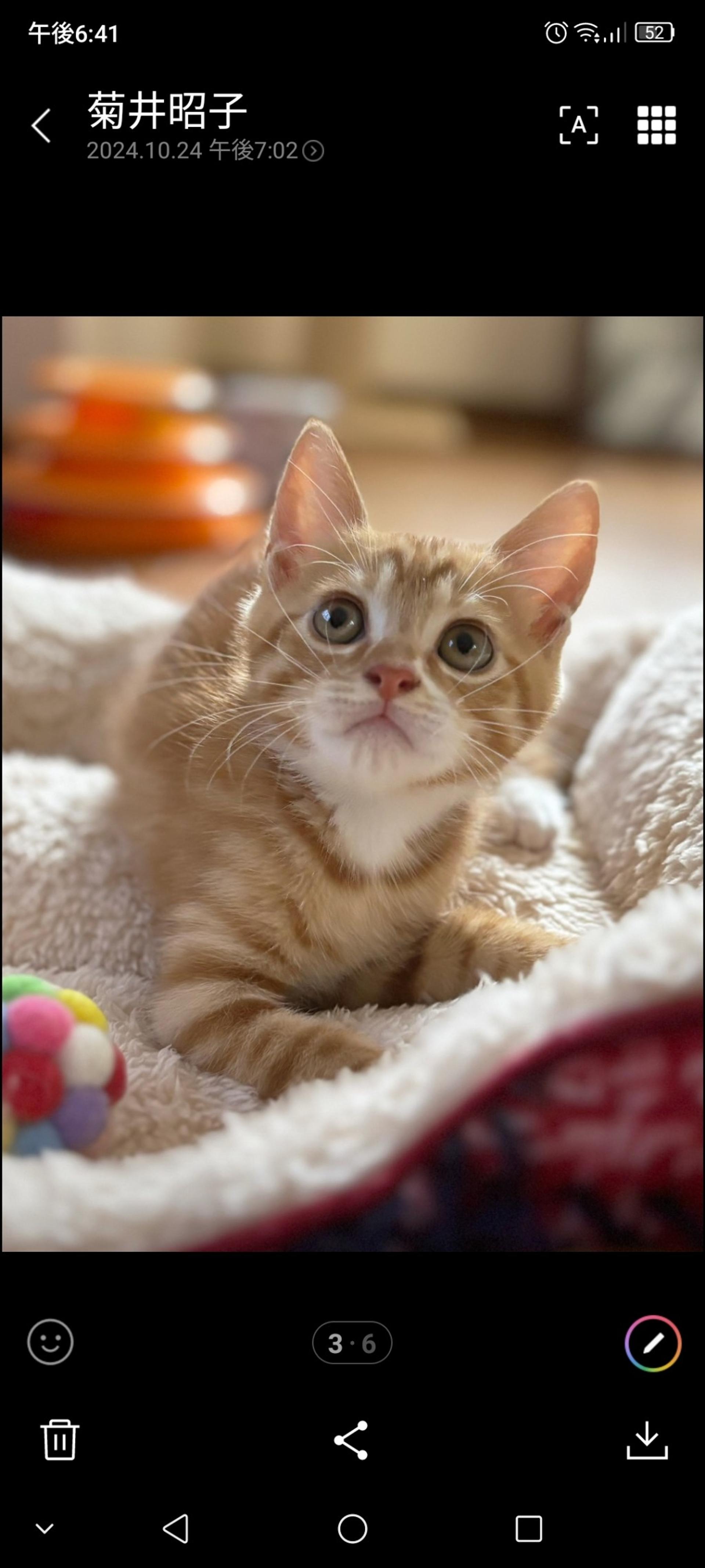 pet-image-3