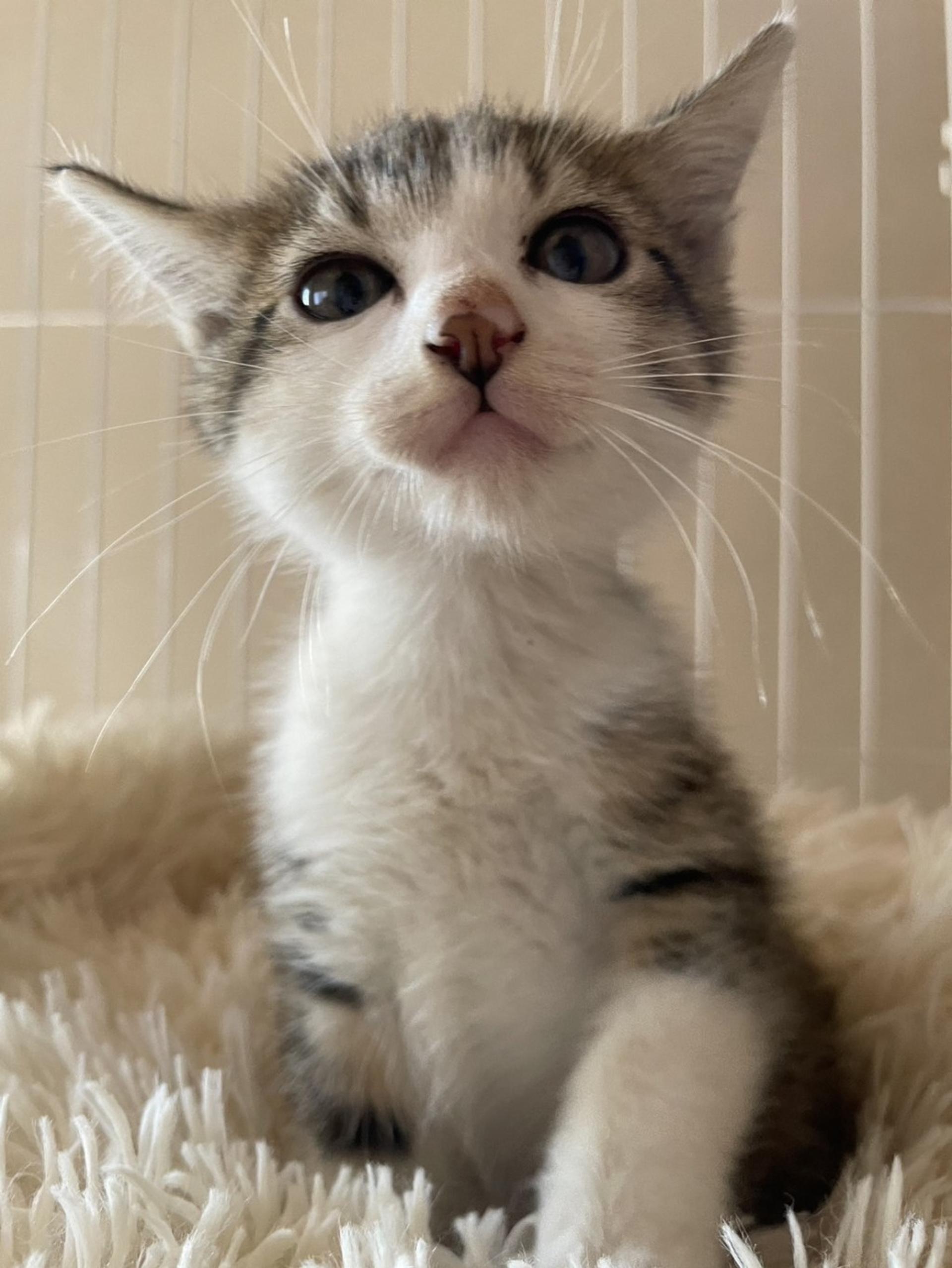 pet-image-5