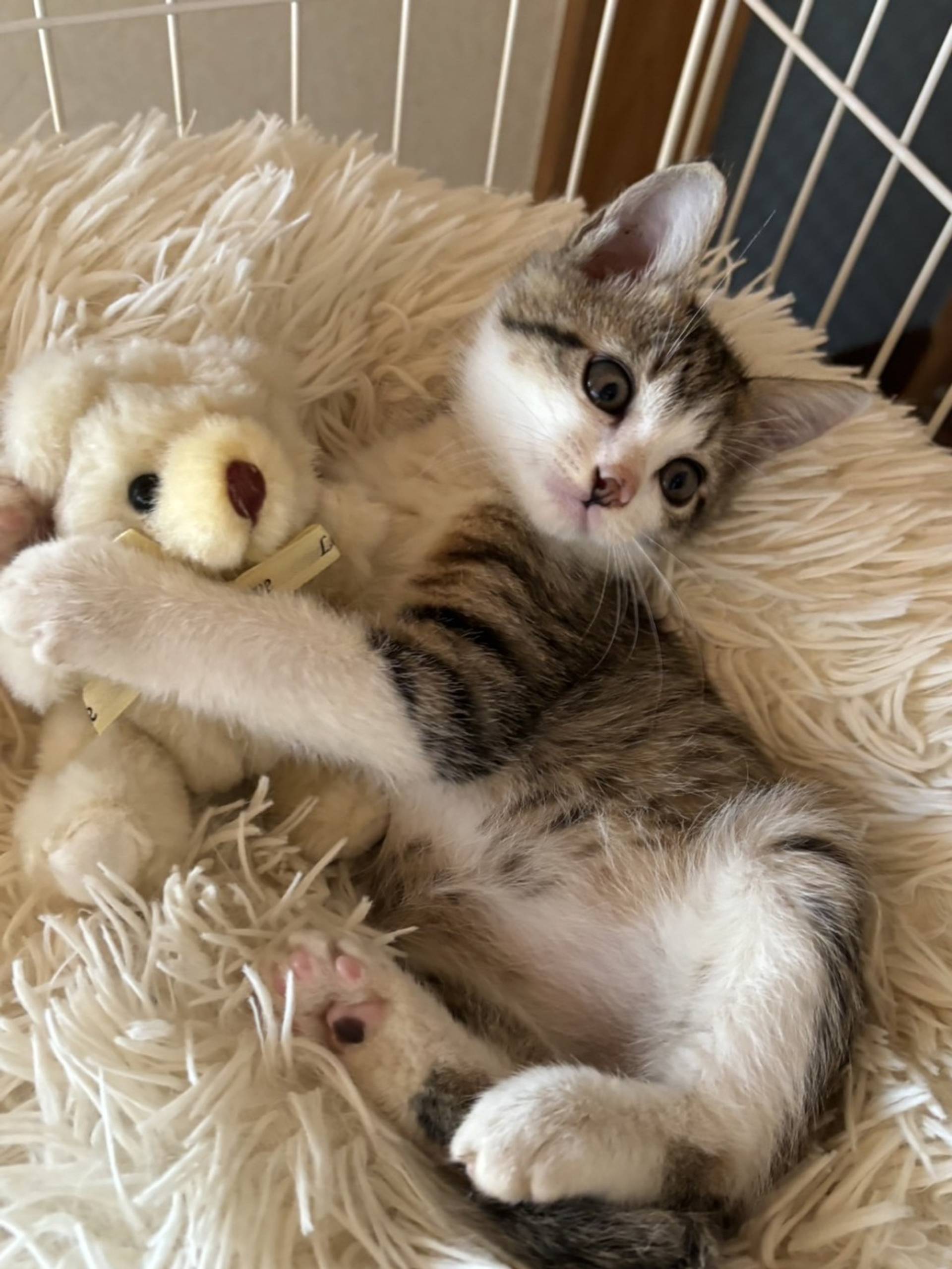 雑種（ミックス猫）・オスの里親募集の写真