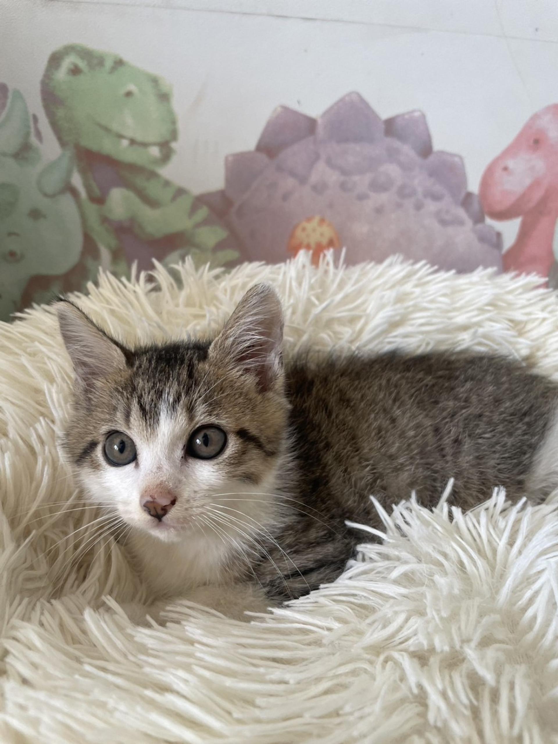 pet-image-3