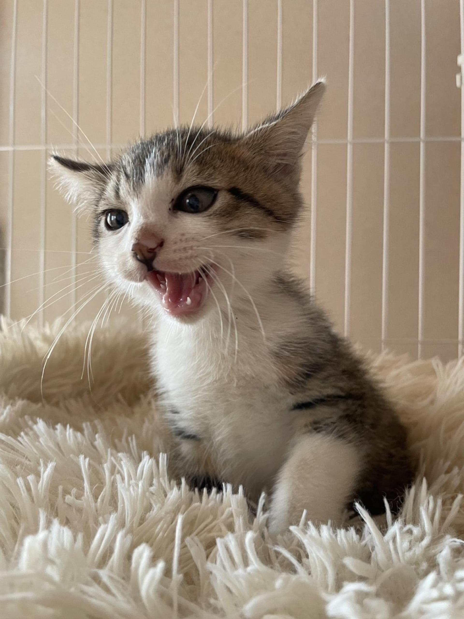pet-image-4